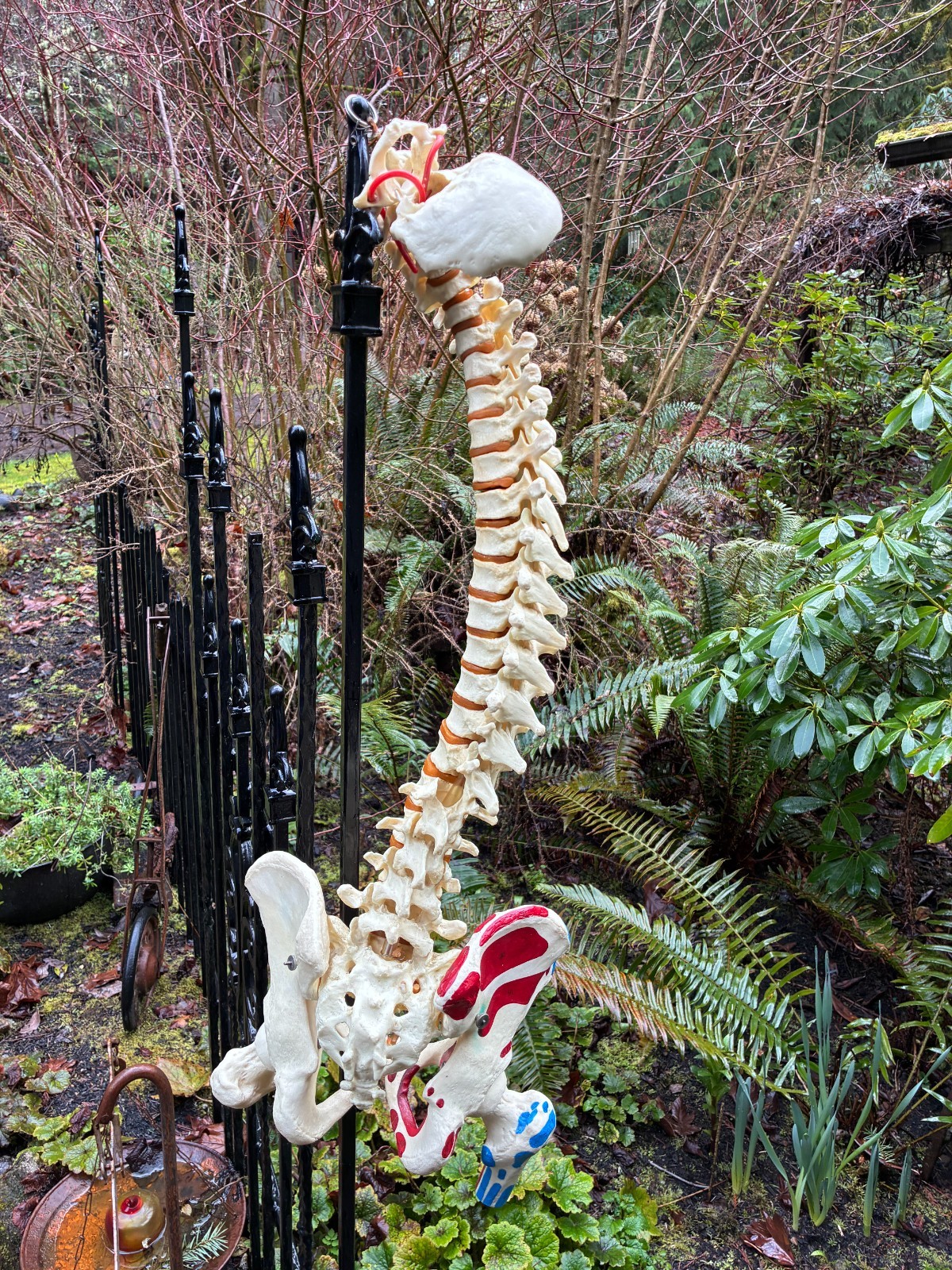 mcm 1960’s vintage medical school university 36″ scoliosis SPINE model~Halloween