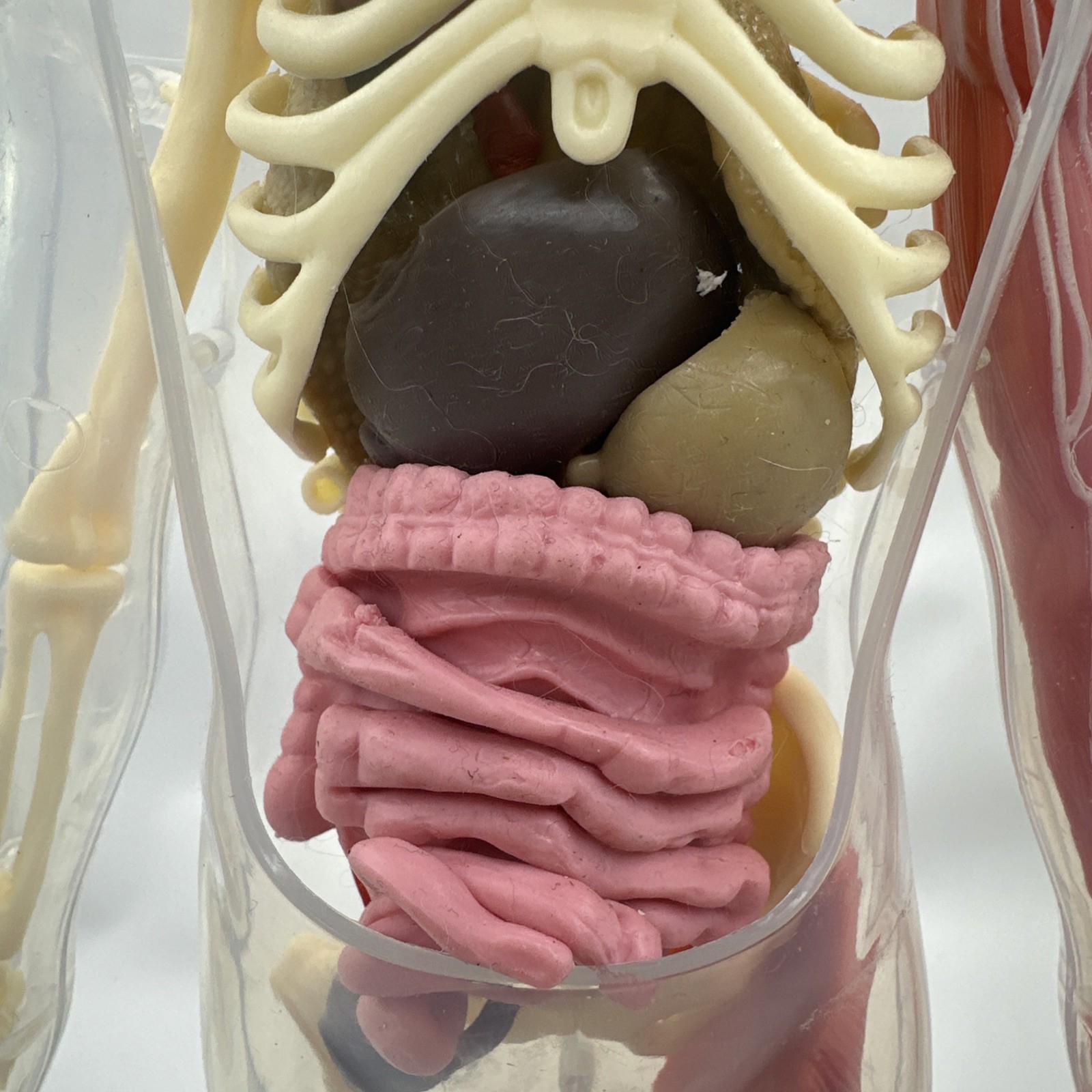 Human Body Model Anatomy Heart Brain Skeleton Muscles Lungs Student 13″