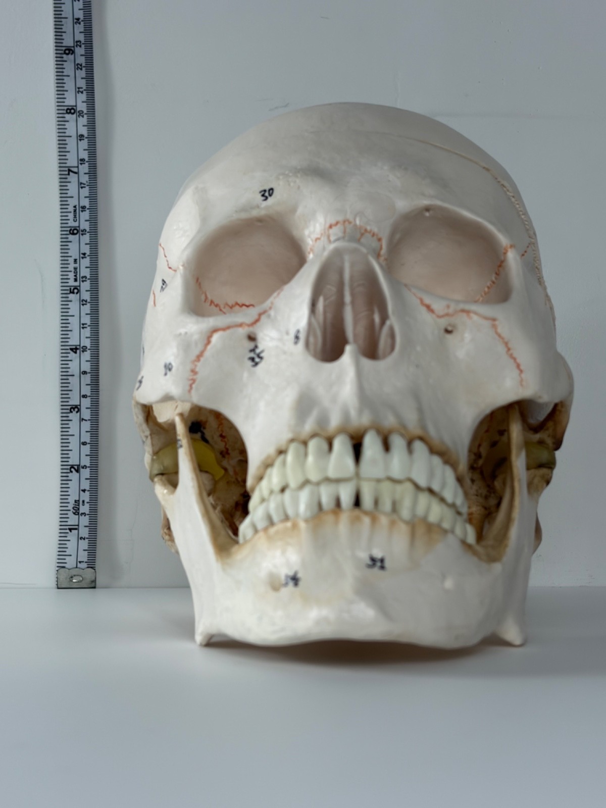 Walter Products Inc. B10221 Numbered Human Skull 3-Parts