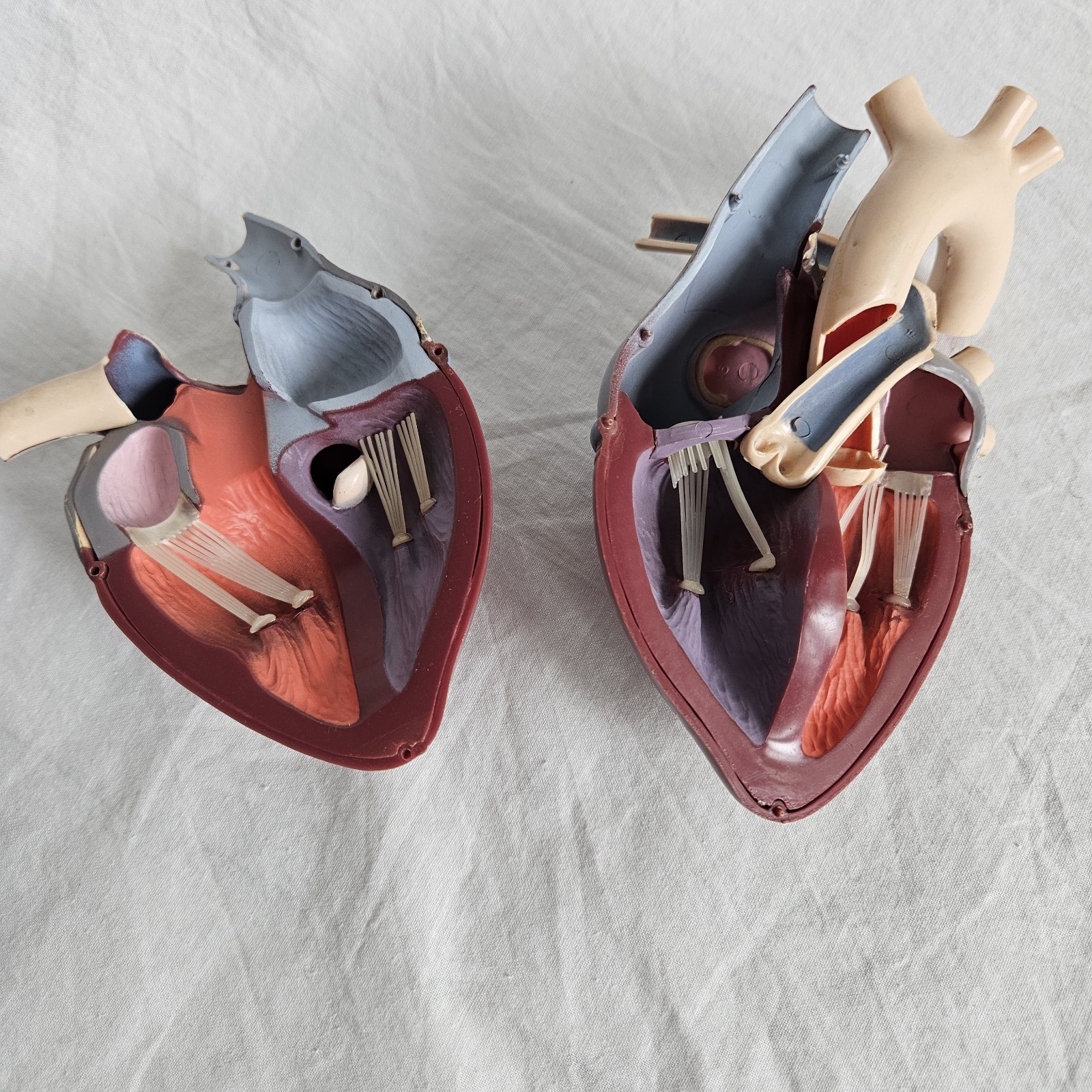 Vintage Medical Anatomical Heart Merck 1959
