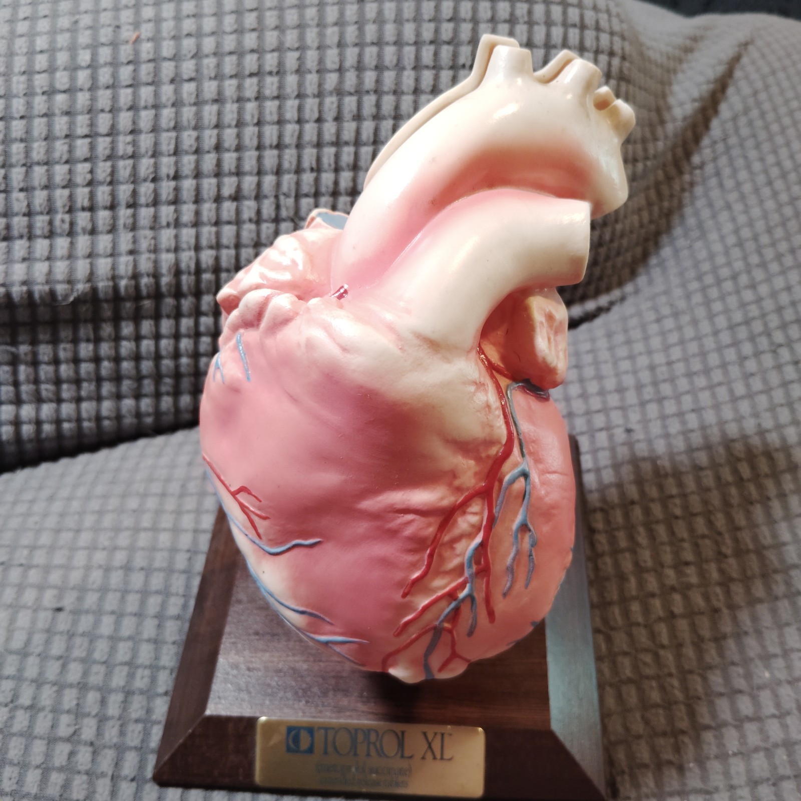 Vintage Anatomical Human Heart Model 2-Part Dissectible Medical Oddity Decor