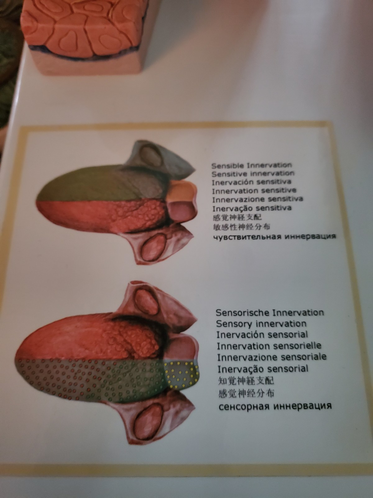 3B Scientific D17 MICROanatomy Human Tongue Model – 3B Smart Anatomy Anatomical