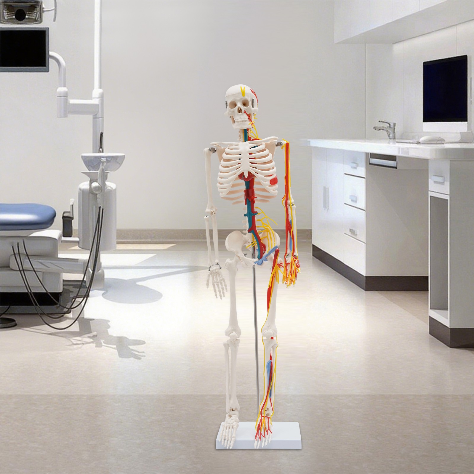 34 Inch Human Skeleton Model Skeleton Human Model Standing Style Skeleton Model