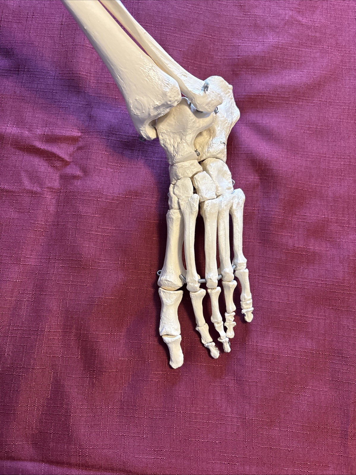 Human Leg And Foot Skeleton, Resin Model Bones