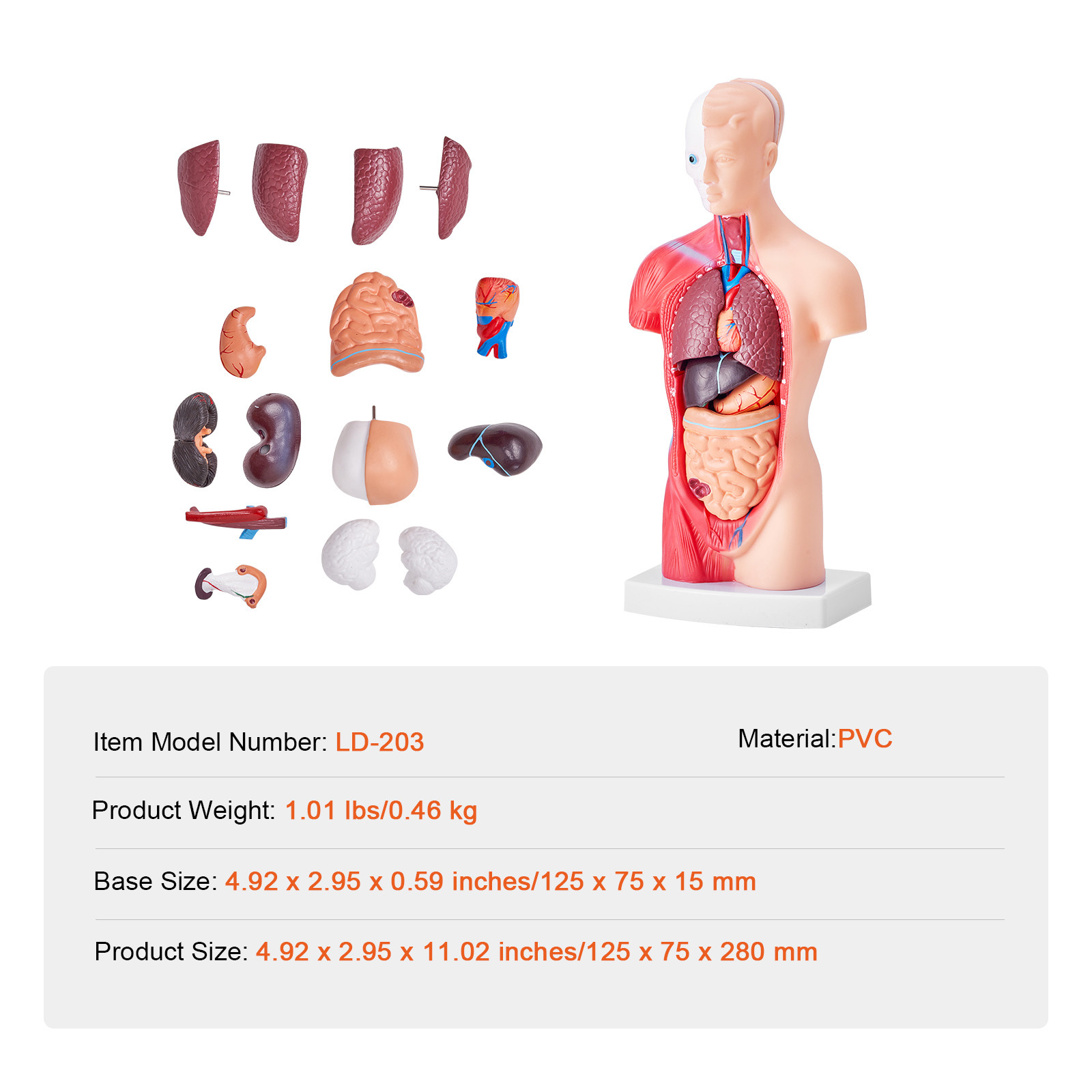 VEVOR Anatomical Human Torso Body Model Anatomy Internal Organ 11″ 15 Parts