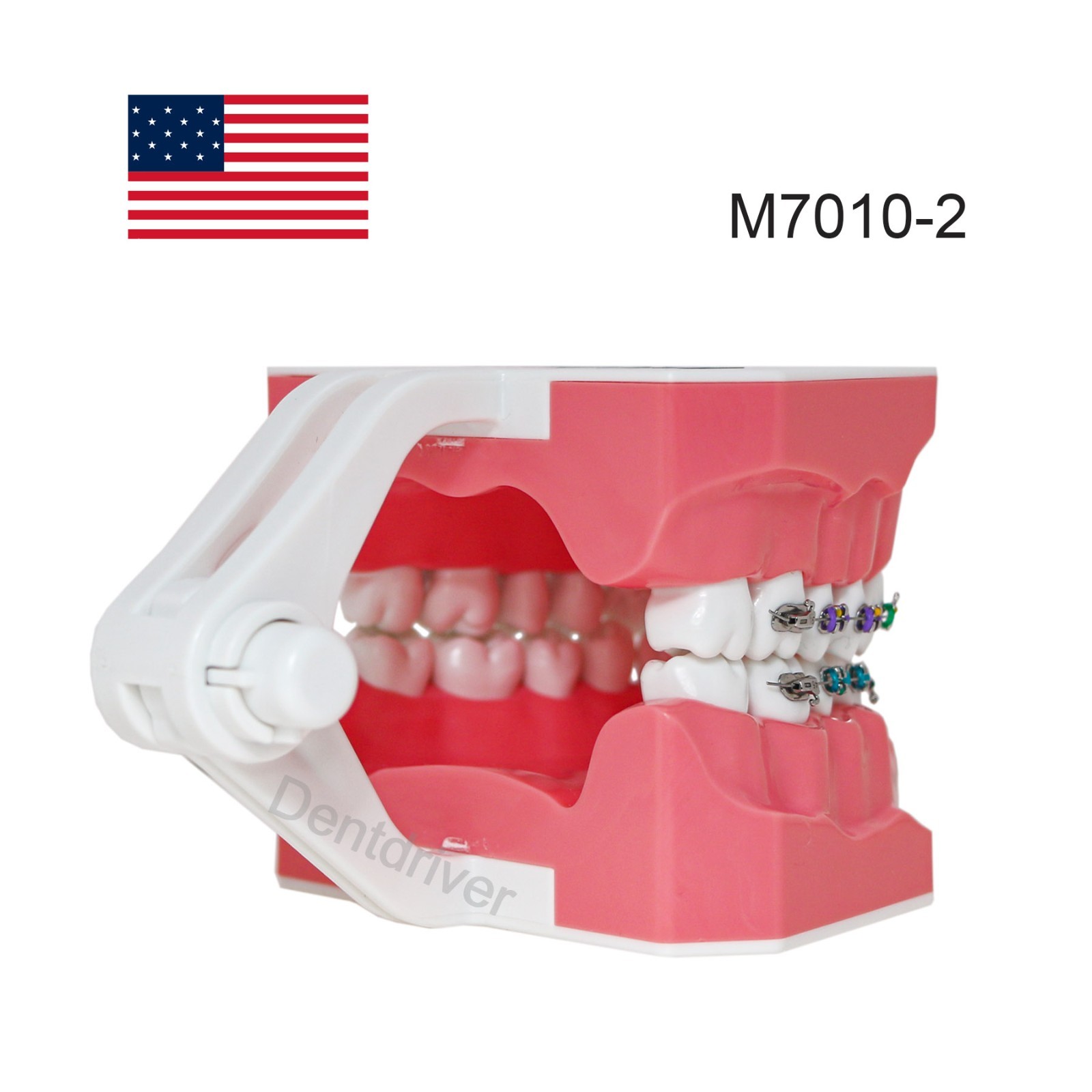 US Orthodontic Typodont 1:1 Teeth Model M7010-2 Fixed Brackets Braces Teaching