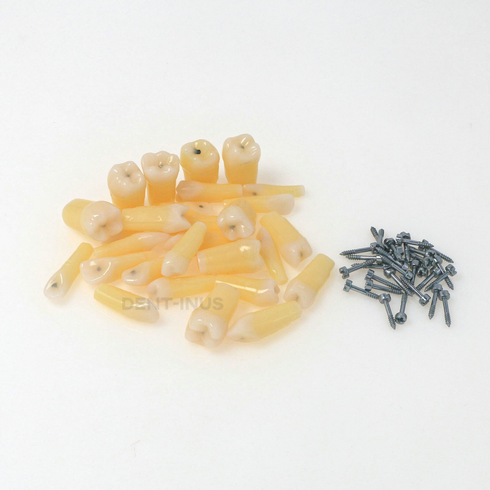 Dental Typodont Teeth Model with Caries Spots 28 Pieces Fits Kilgore Nissin 200