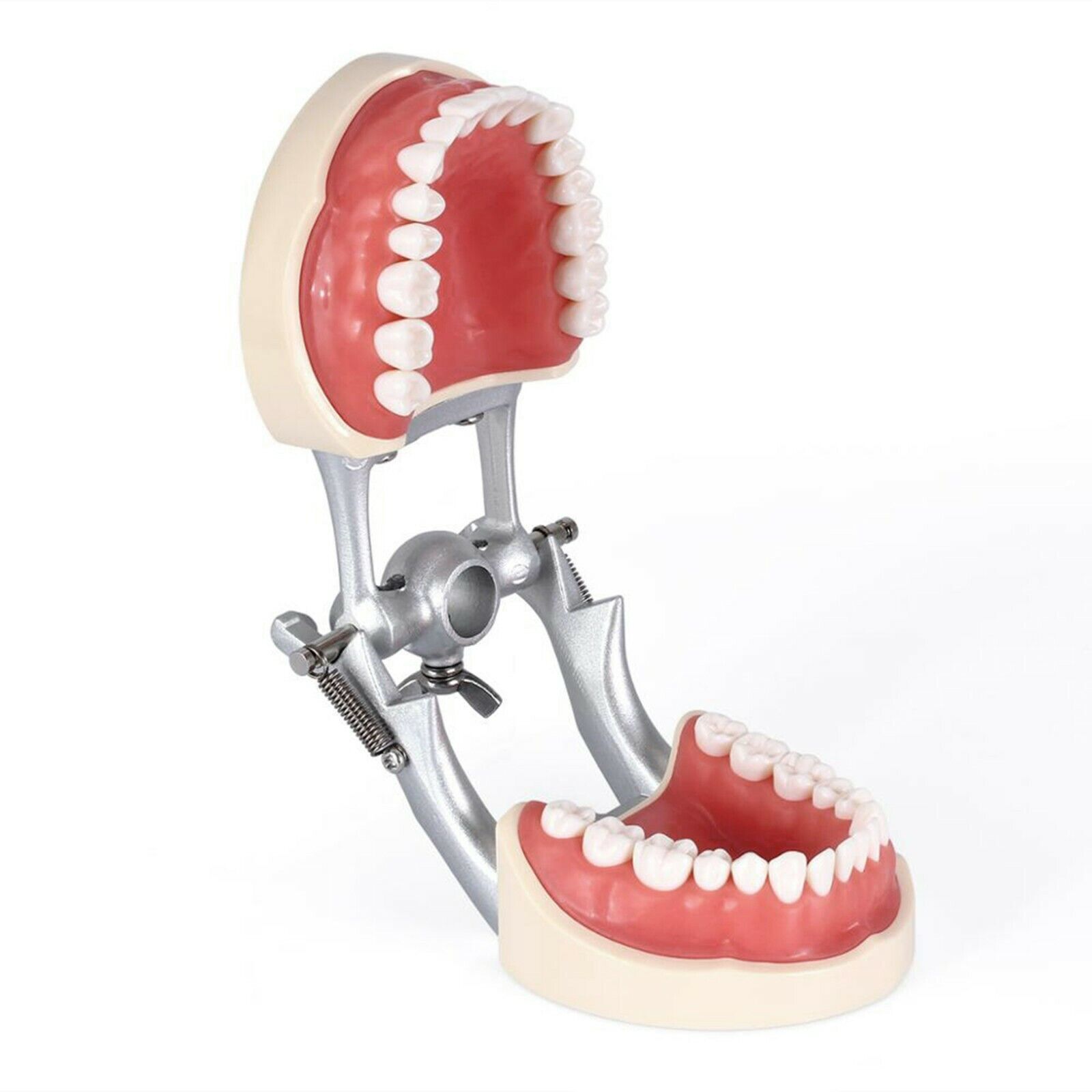 Dental Screw-in Teeth Typodont Model Kilgore NISSIN 200/500 Type With Removable