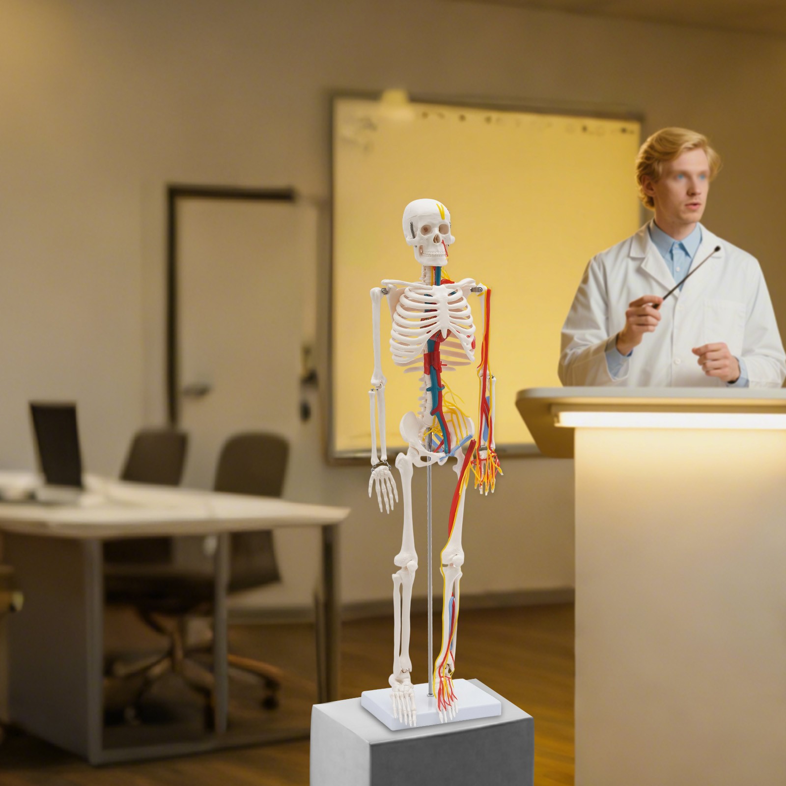 34 Inch Human Skeleton Model Skeleton Human Model Standing Style Skeleton Model