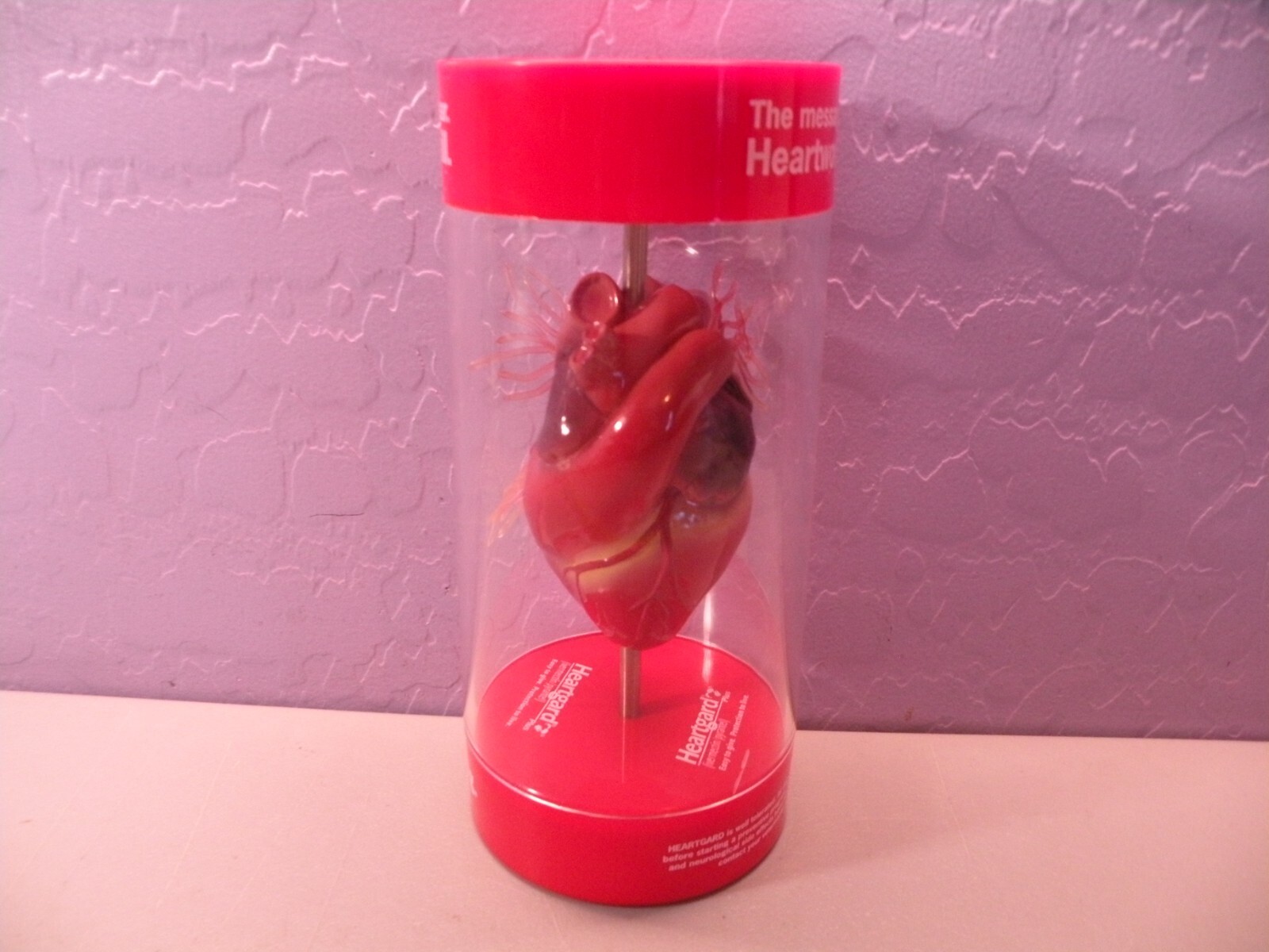 Anatomical Canine / Dog Heart model Veterinary Display B