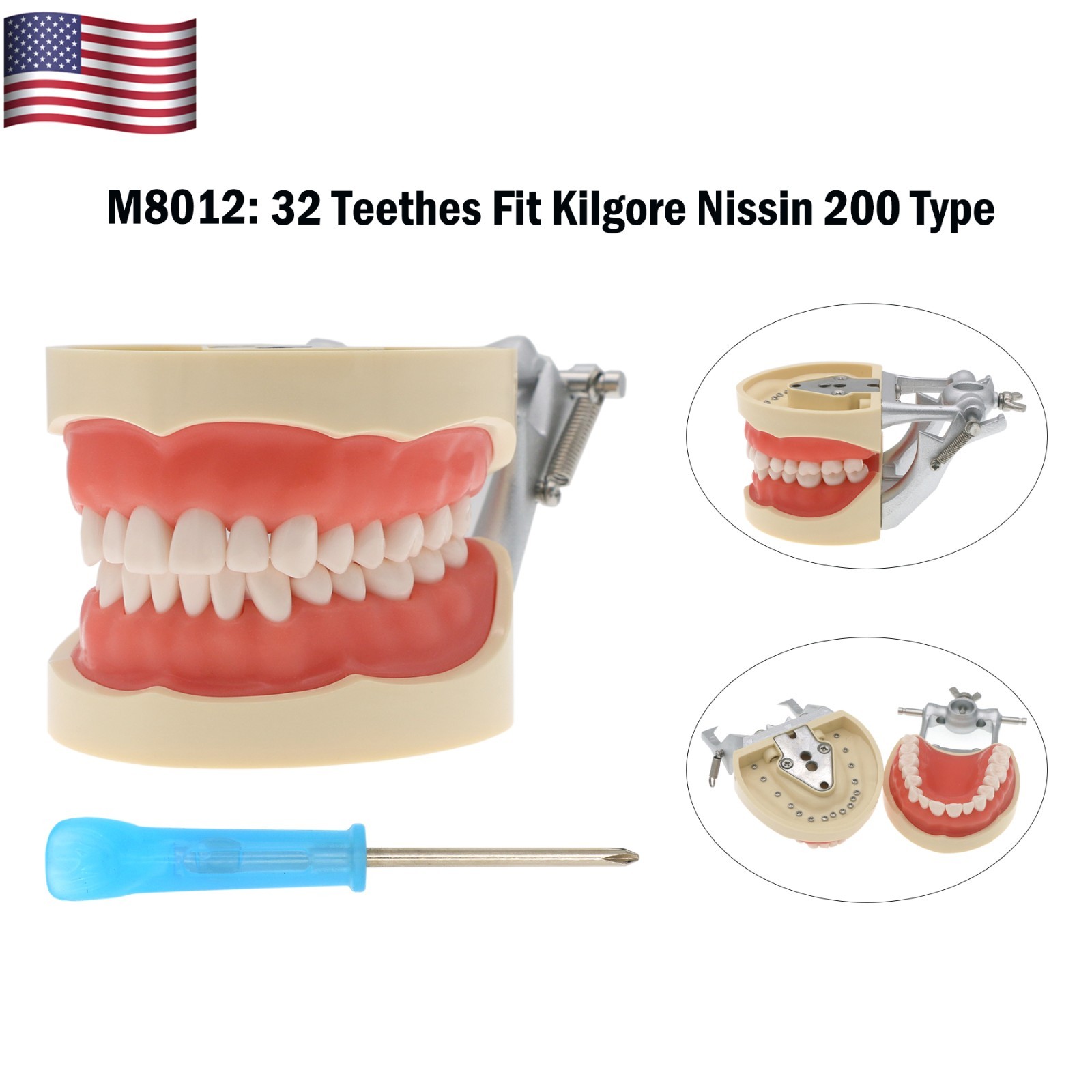 US Dental Typodont Teeth Models fit Kilgore NISSIN 200/500 Type & Columbia 860
