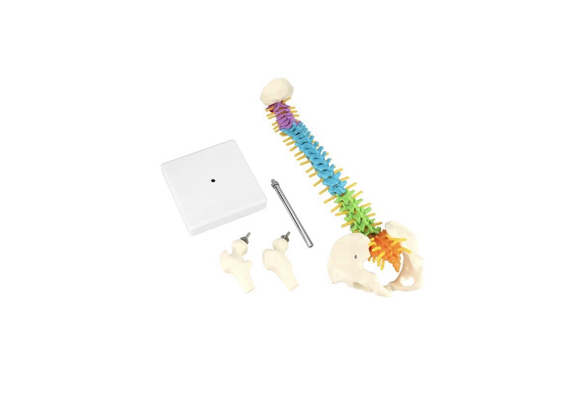 18″ Flexible Human Spine Model w/ Spinal Nerves Pelvis & Thighs Colored Teaching