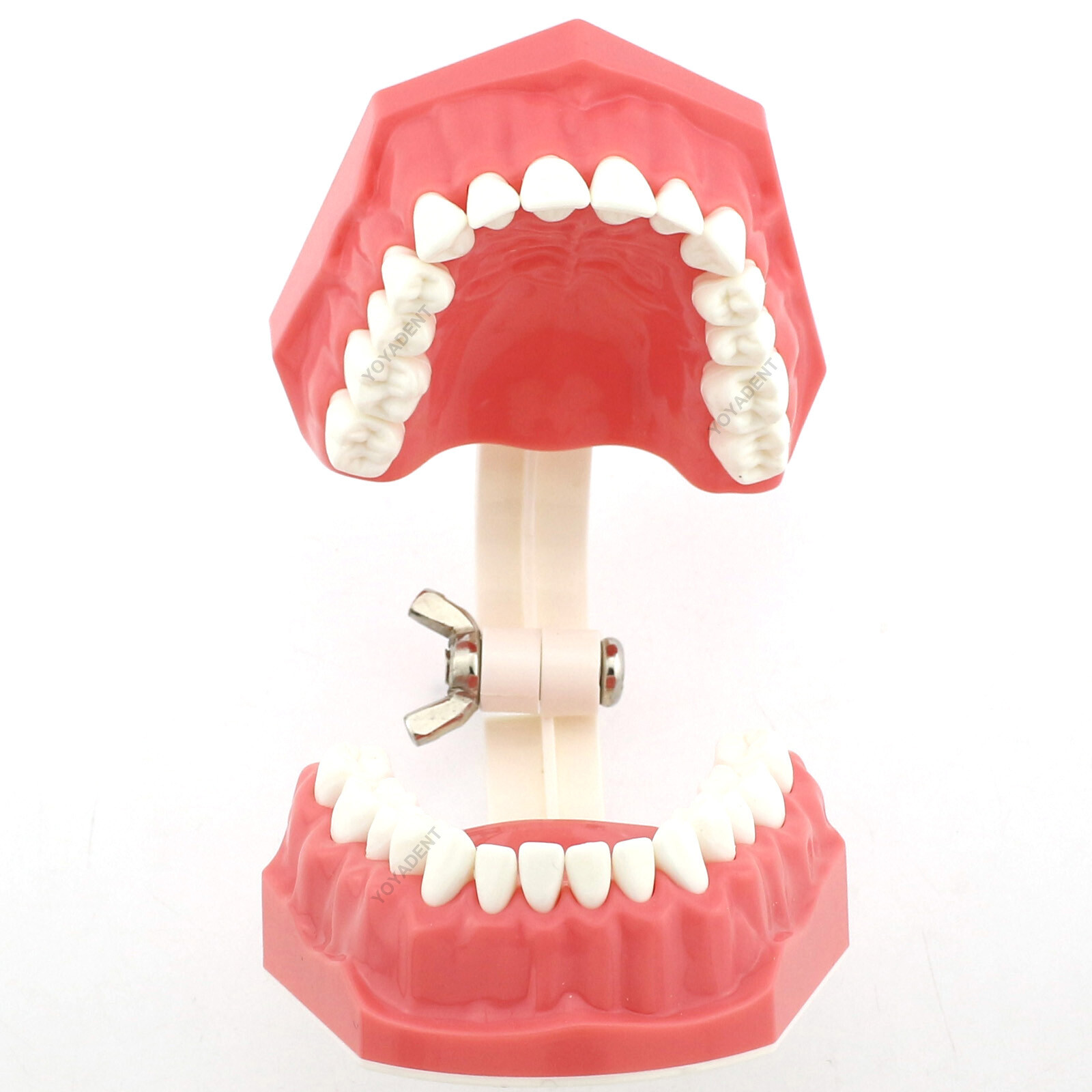 Dental Teeth Model Standard 1:1 Brushing Flossing Practice Teaching Model M7010