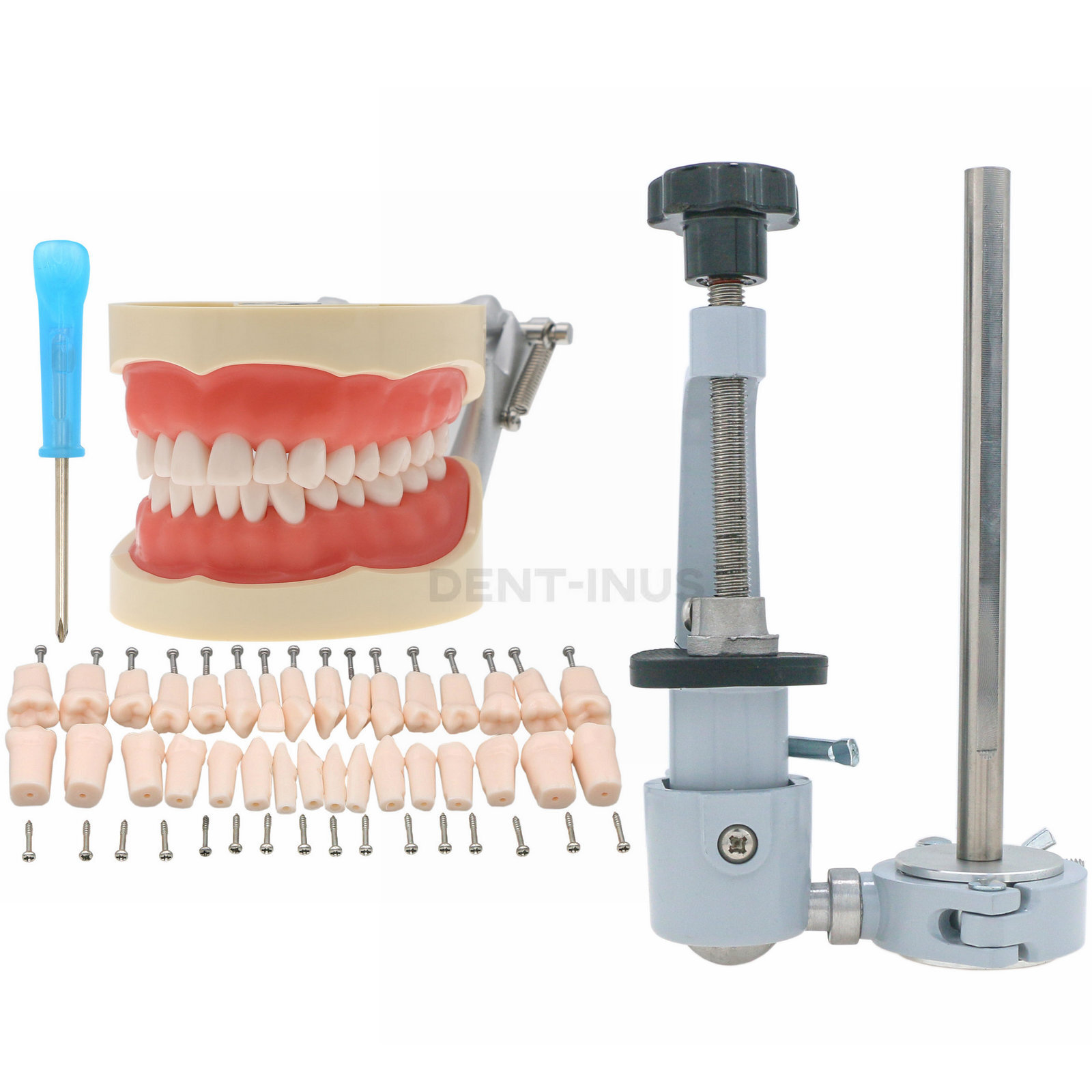 Kilgore NISSIN 200 Type Dental Typodont Model M8012 32Pcs Removable Teeth