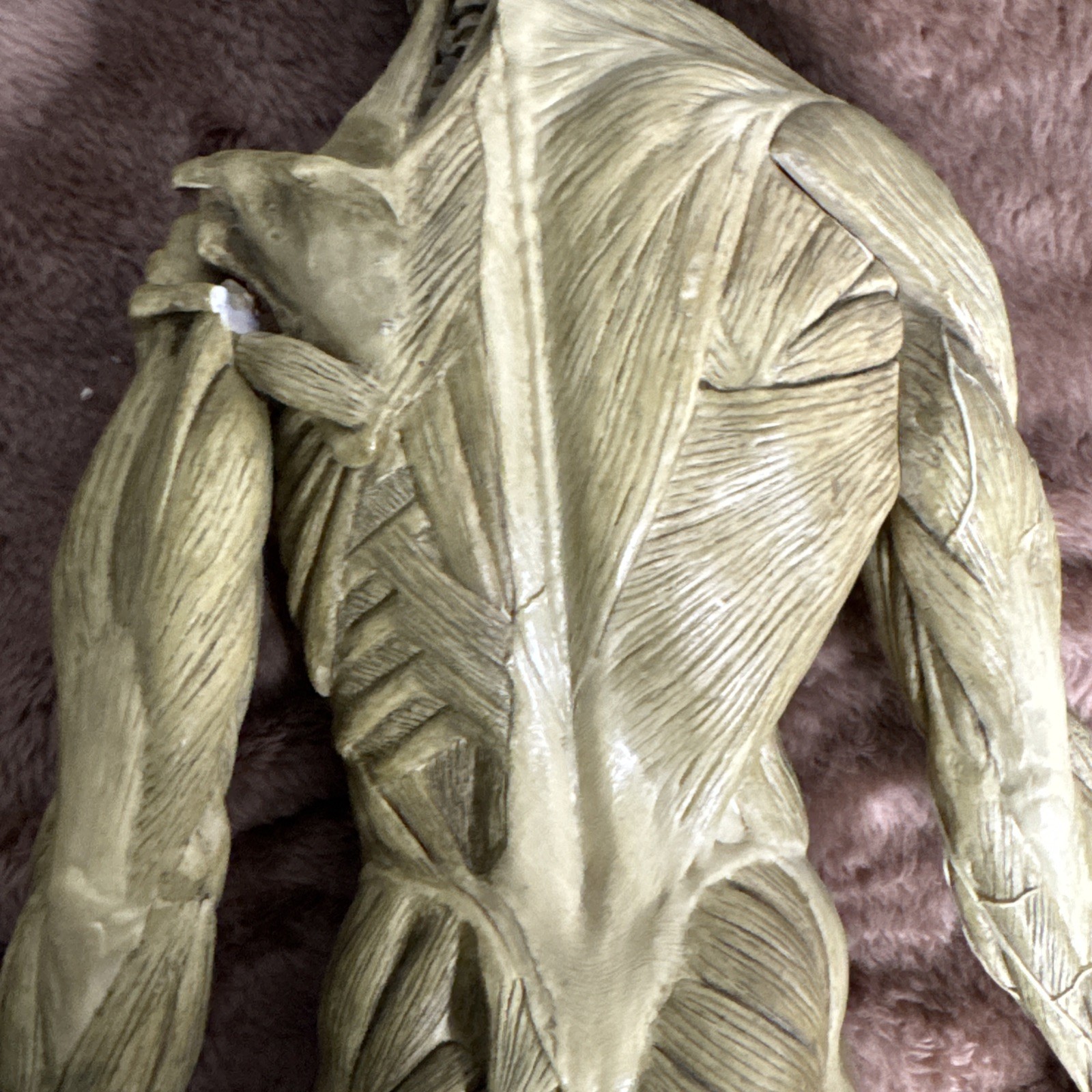 Andrew Cawrse Ver. 1 Human Anatomy Male Original Sculpted & Painted 161 of 2000
