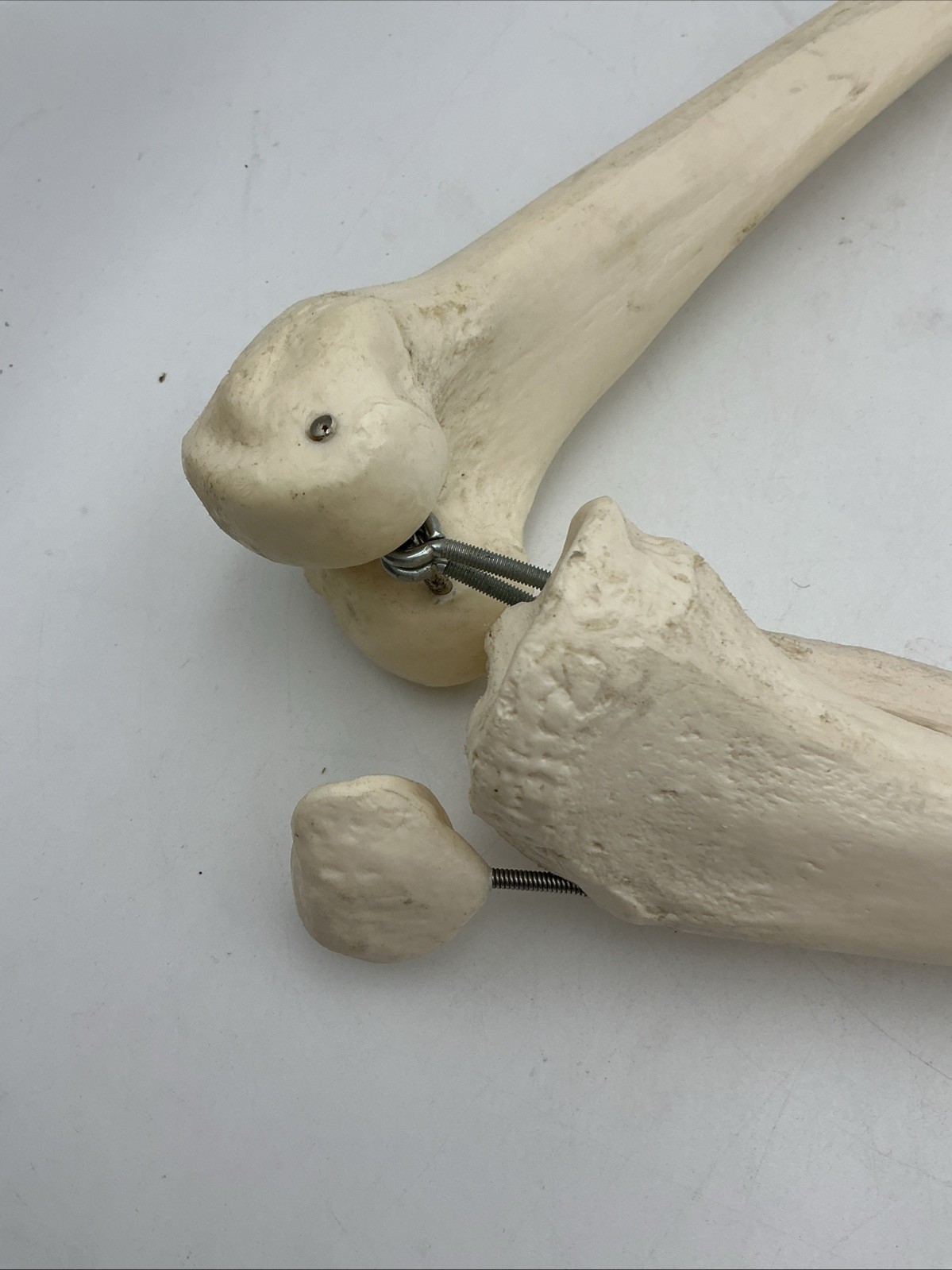 3B Scientific Leg Skeleton with Pelvic Bone Physiological Phil A15/3 Replacement