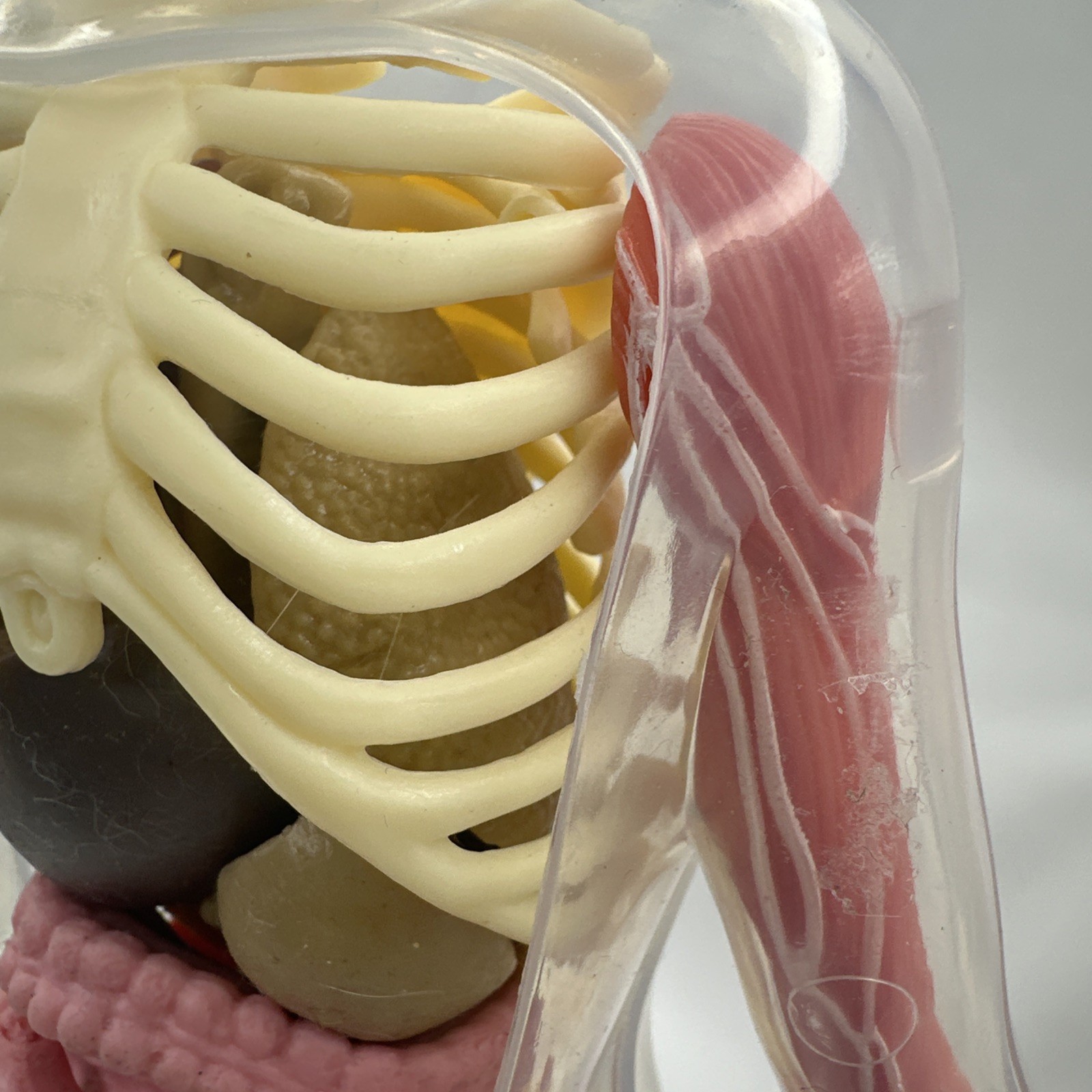 Human Body Model Anatomy Heart Brain Skeleton Muscles Lungs Student 13″