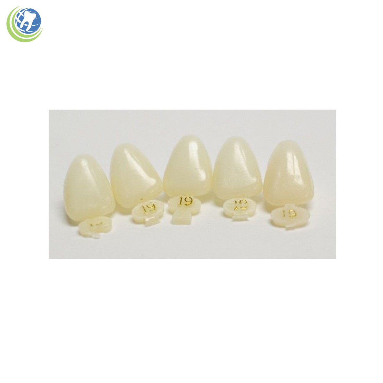 Tooth #9 Upper Left Central Anterior (ULC) Polycarbonate Temporary Crown Refills