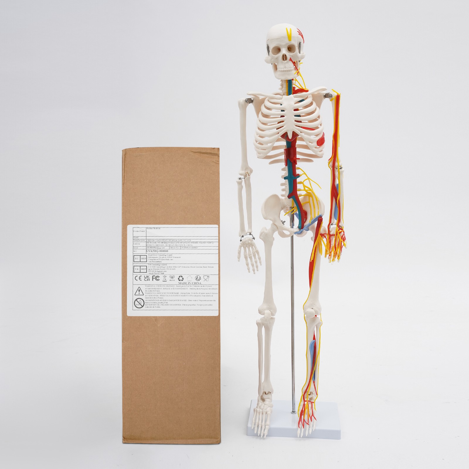 33.46″ Model Skeleton Anatomical Human Anatomy Medical Stand For Teaching