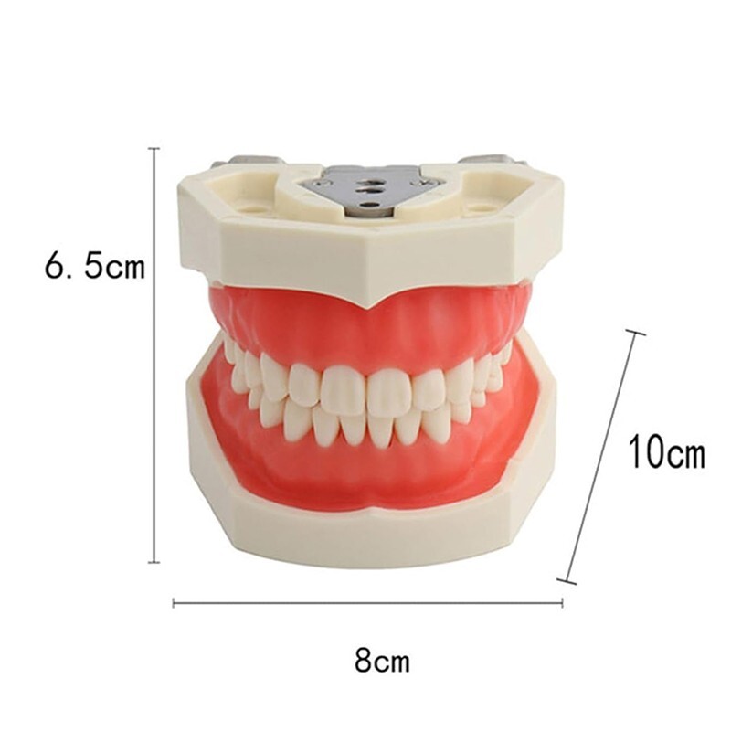 28/32 Dental Typodont Teeth Model Removable Teeth Soft Gingiva Teaching Model