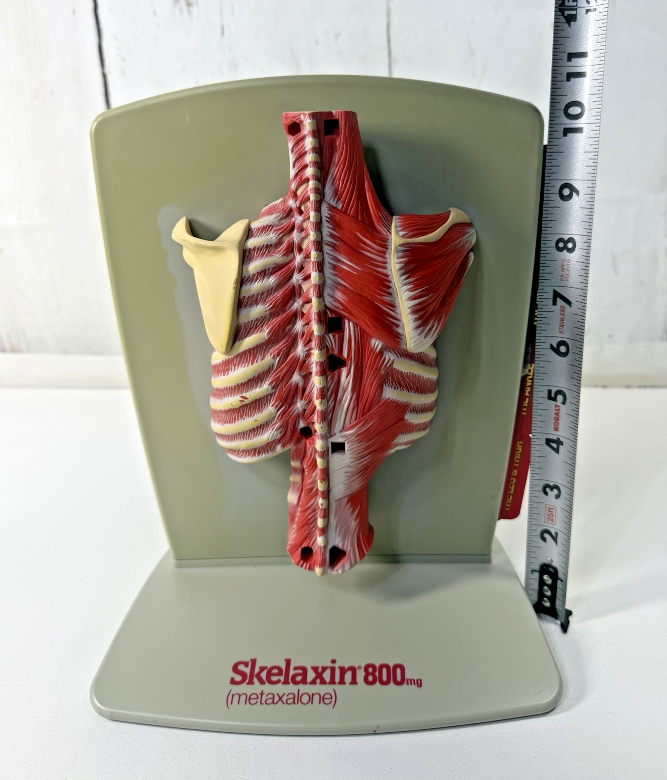 VINTAGE 2006 MEDICAL ANATOMICAL HUMAN SPINE BACK MODEL PHYSICIAN OFFICE DISPLAY