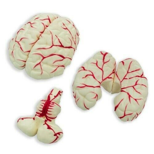3D Human Brain Model (Made In India)