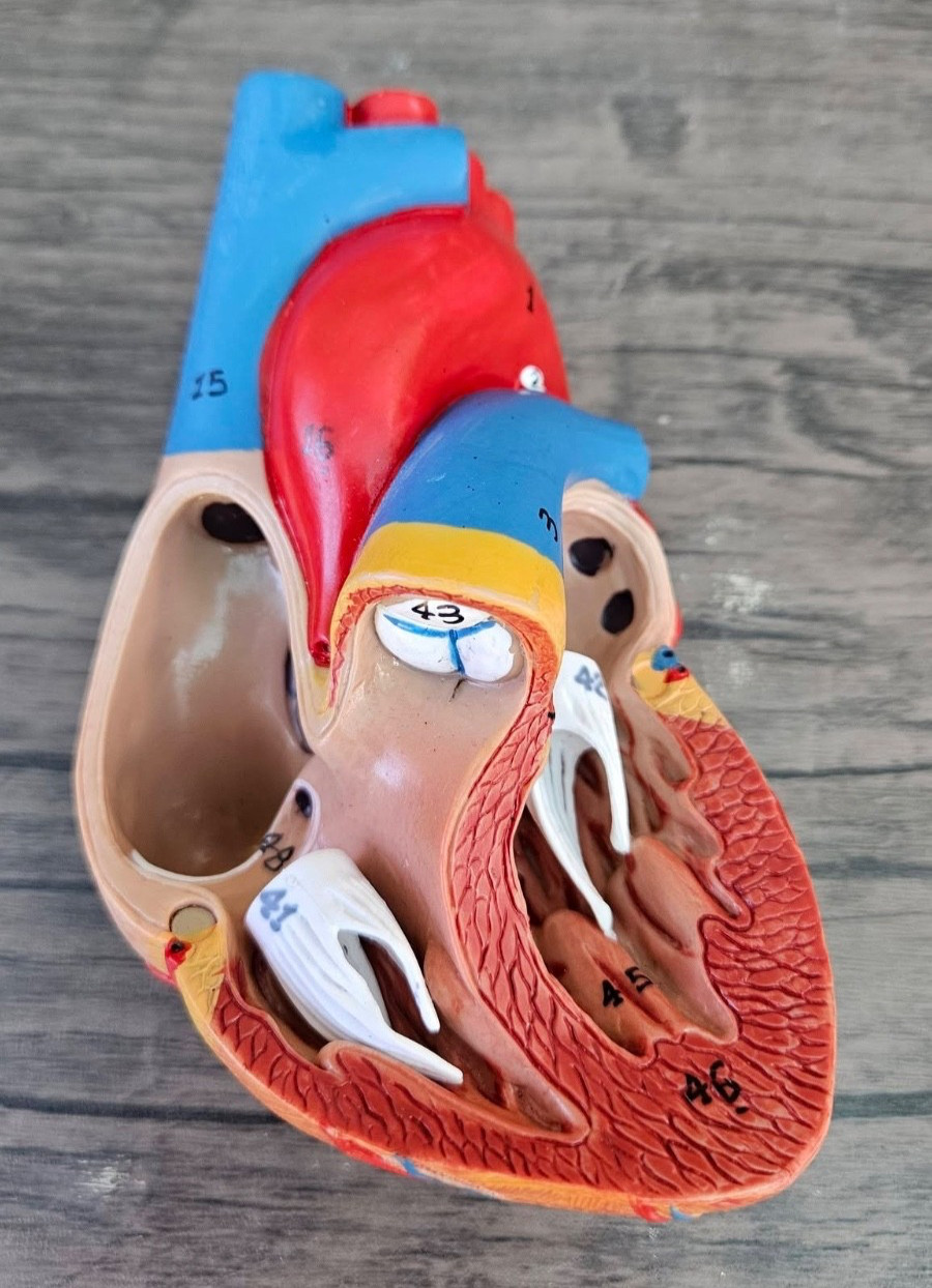Human Heart Model, Anatomically Accurate Numbered (MISSING STAND) R52