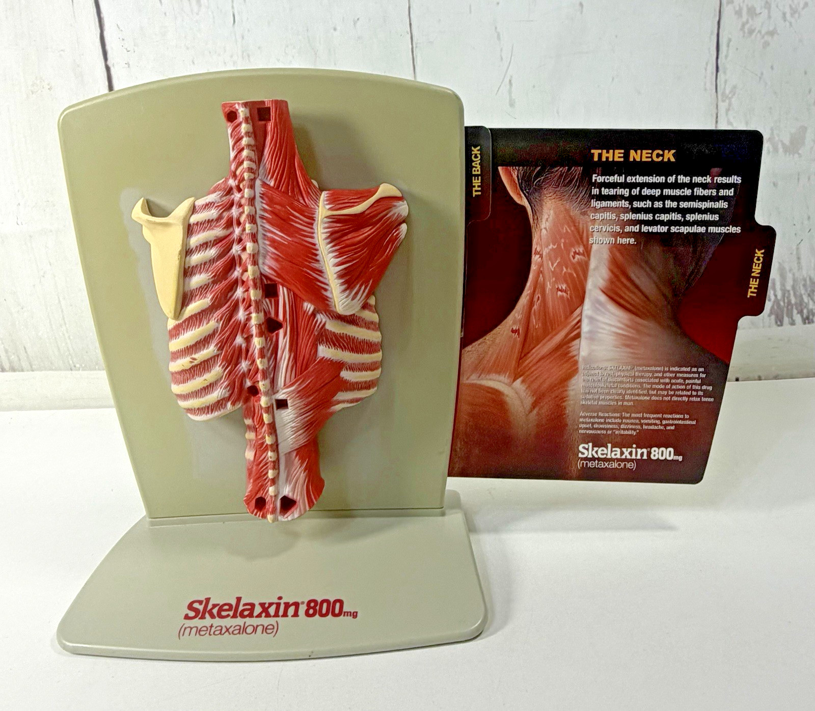 VINTAGE 2006 MEDICAL ANATOMICAL HUMAN SPINE BACK MODEL PHYSICIAN OFFICE DISPLAY