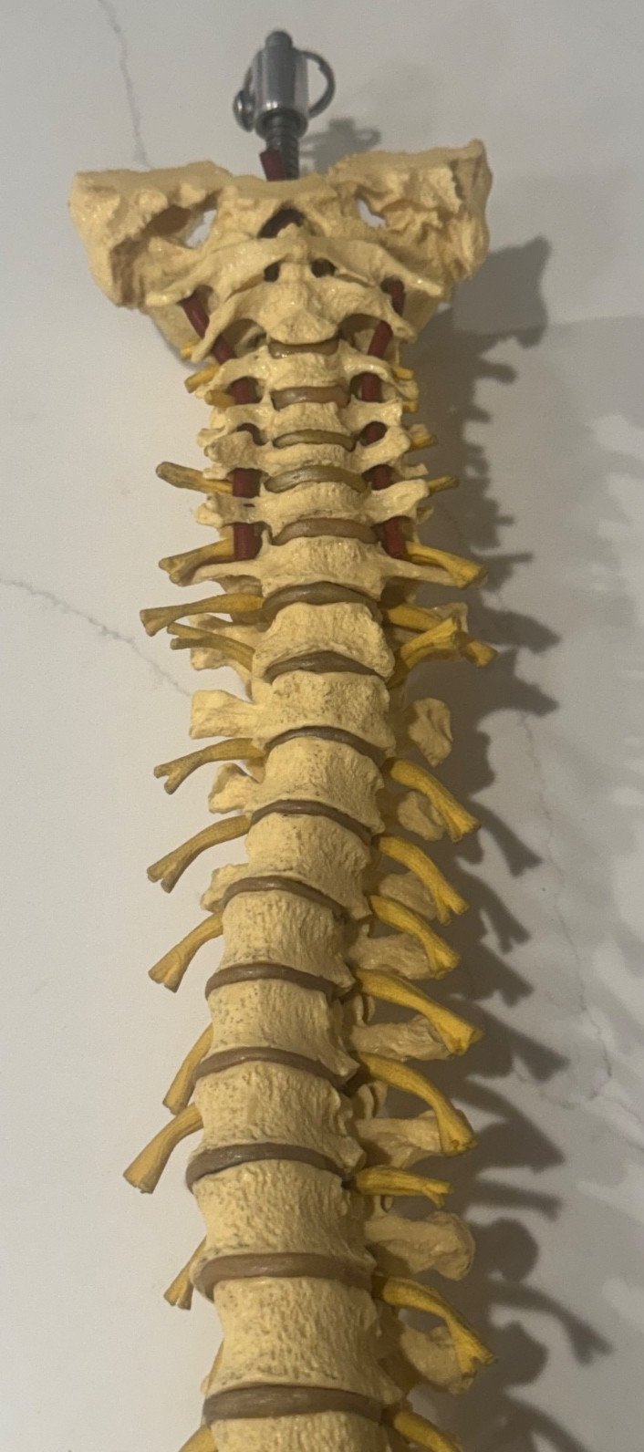 ANNATOMICAL ANATOMY 24″ HUMAN VERTEBRAL COLUMN SPINE WITH SACRUM MODEL