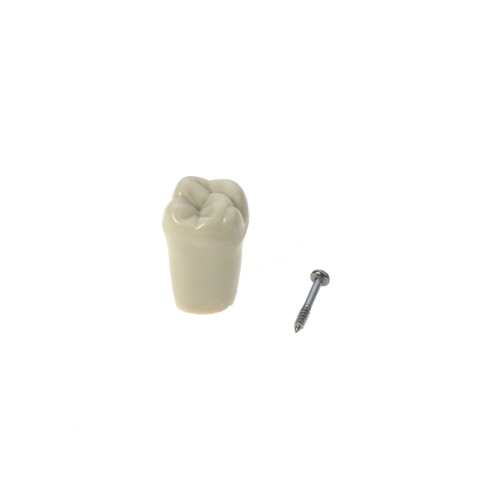 US Dental Columbia Dentoform 860 Type Typodont Model 32pcs Removable Teeth M8030