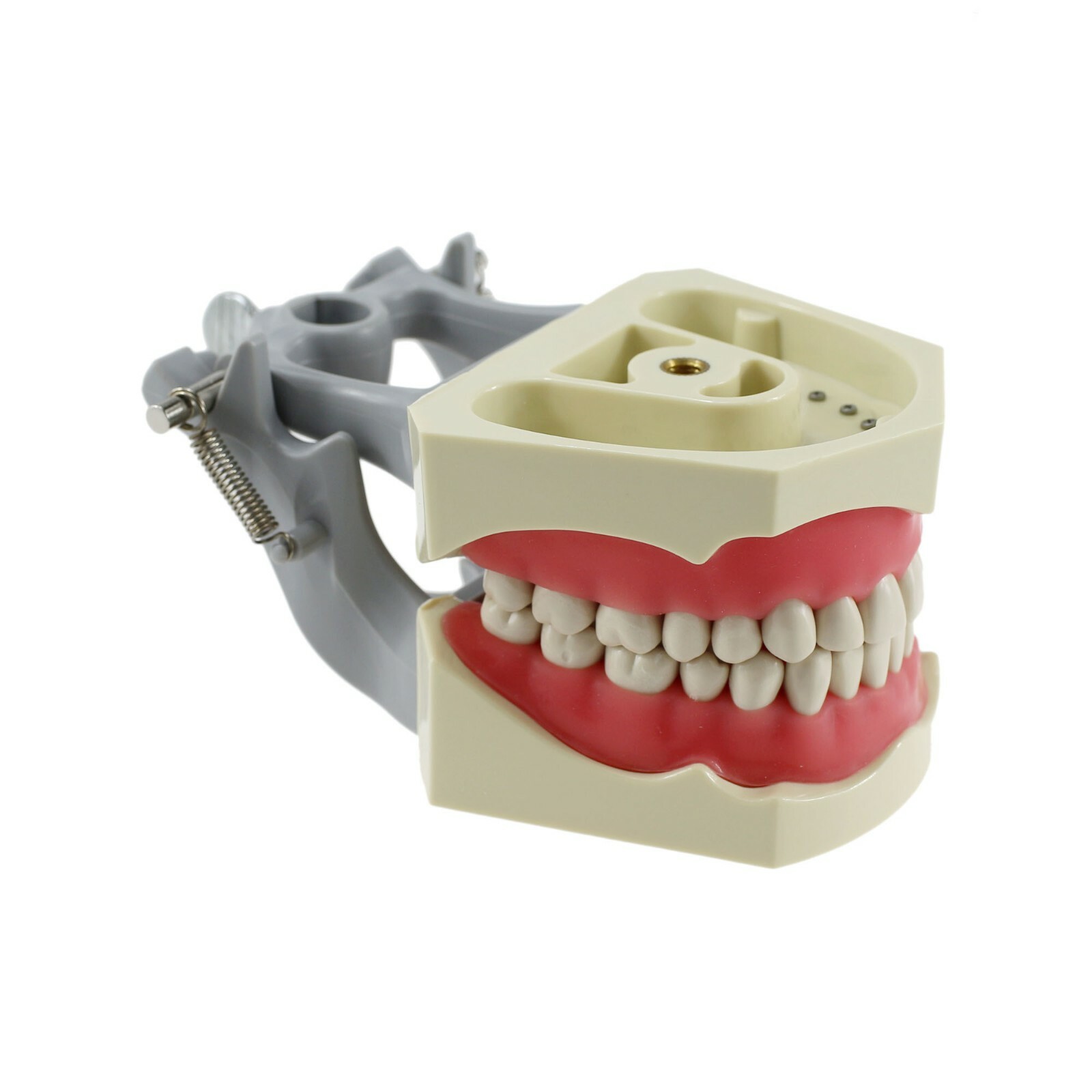 Dental Columbia 860 Style Typodont Model Mounting Pole Replacement Teeth 32 Pcs
