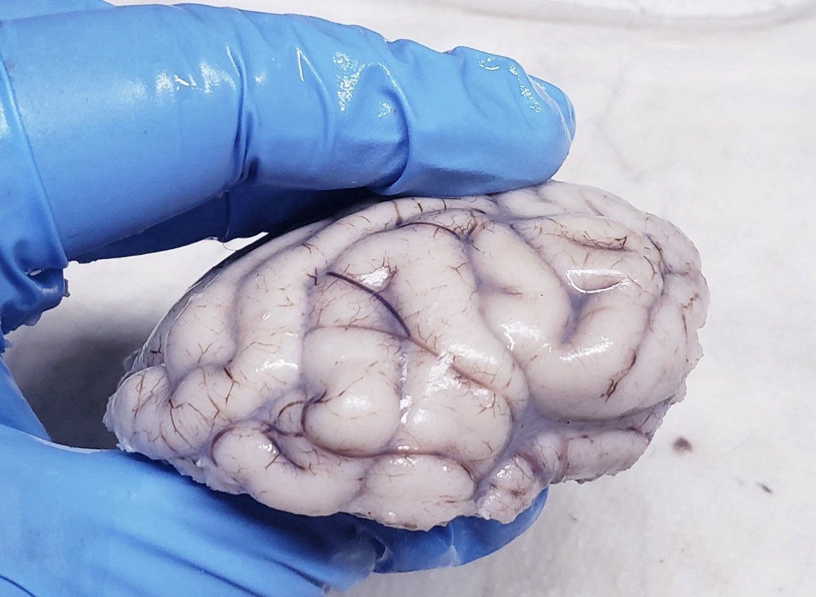 Preserved MAMMAL Brain Specimen! The bottom half has been cut as shown