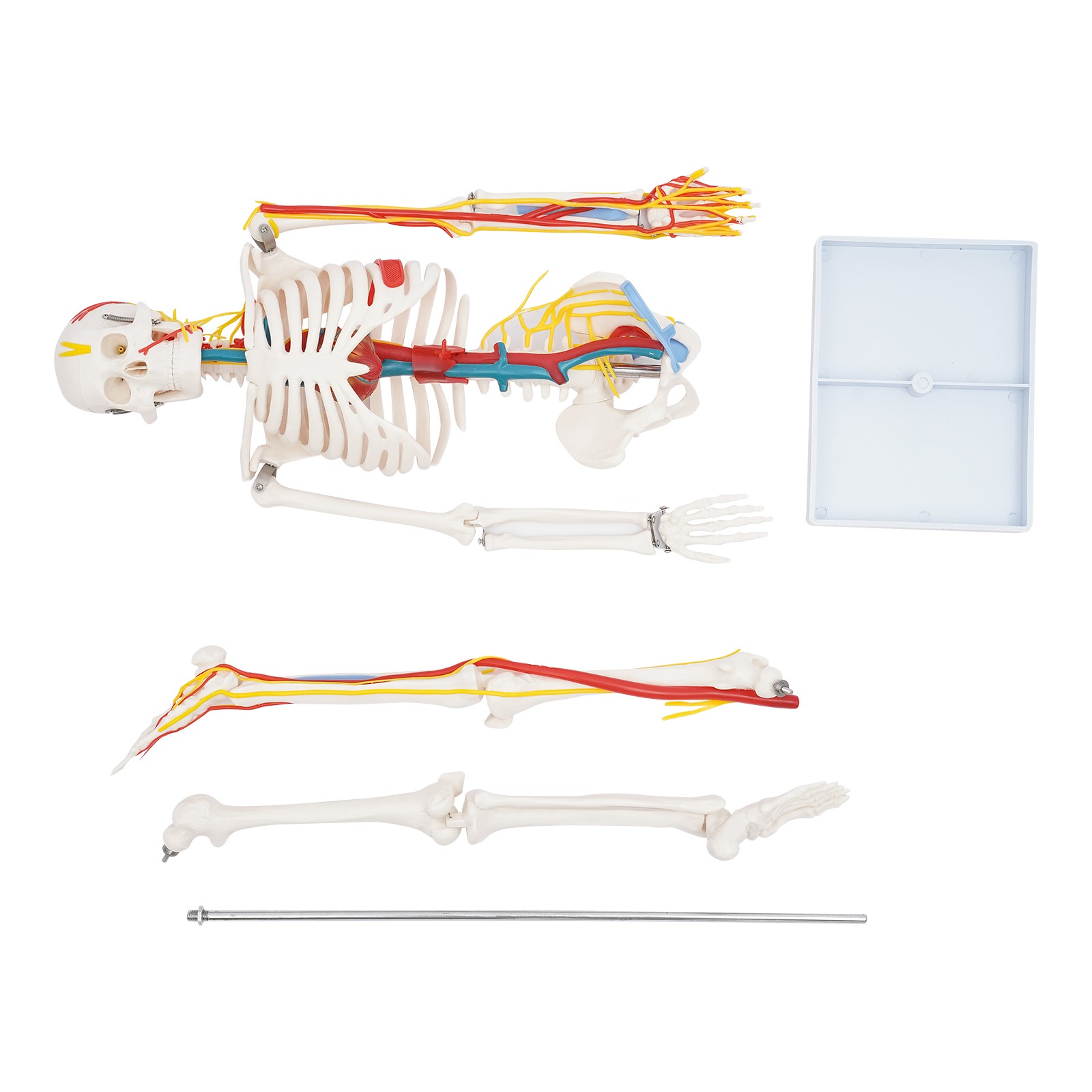 34 Inch Human Skeleton Model Skeleton Human Model Standing Style Skeleton Model