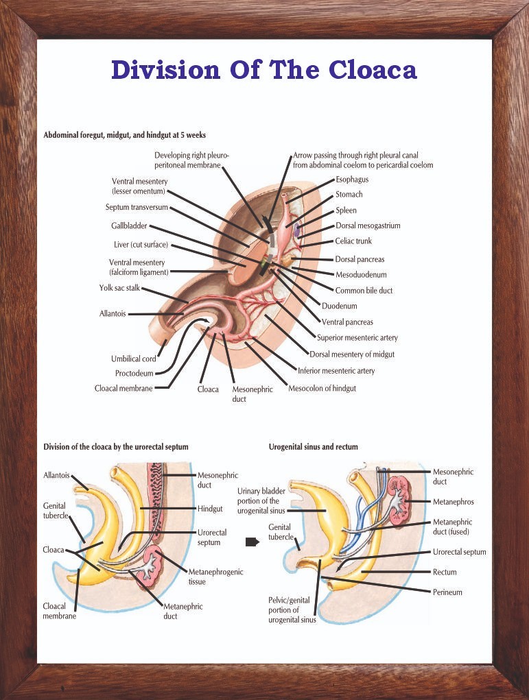 Division Of The Cloaca Chart 12×18 inches