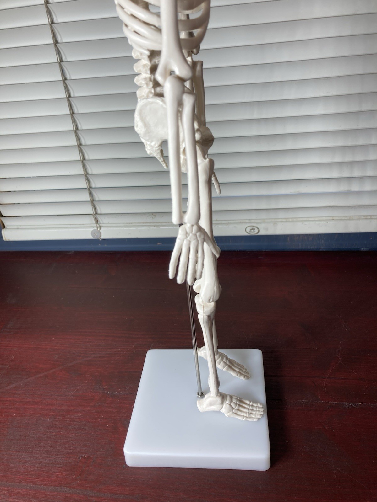 Human Anatomy Model Skeleton Medical Educational Learning Aid with Stand