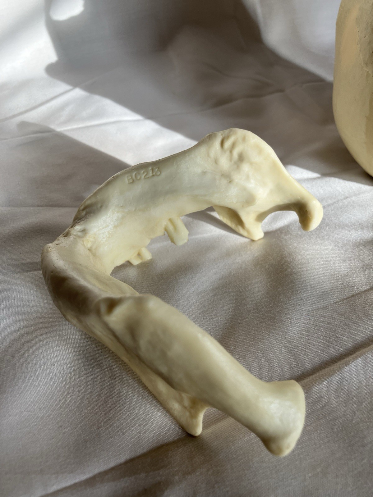 Bone Clones BC 213 Human Skull American Indian female – discontinued