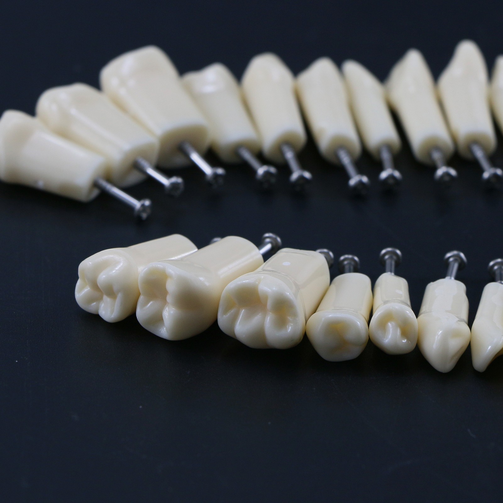 US Kilgore Nissin 200/500 Type Dental Typodont Model Removable Teeth & Screws