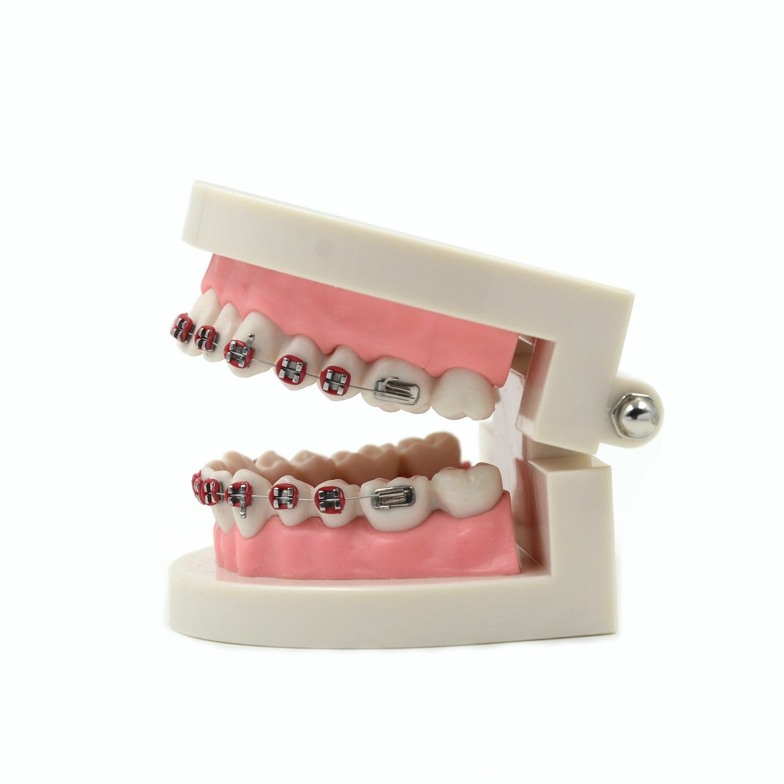 Dental Metal Model Orthodontic Adult Standard Teeth Hoop Brackets Ligature Tie
