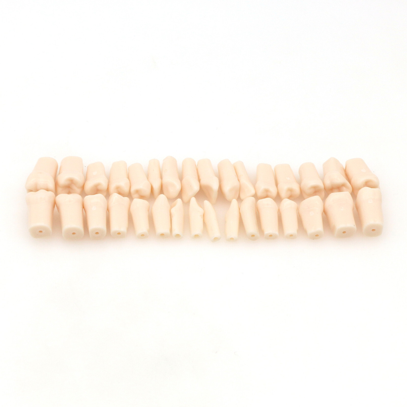 Dental Typodont Replacement Screw-in Teeth Model fits Kilgore NISSIN 200/500Type