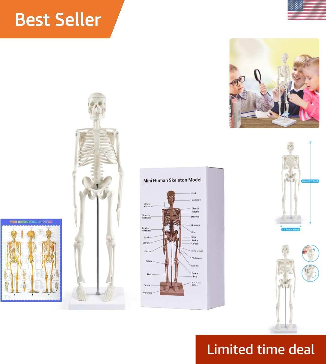 17” Anatomical Skeleton Model with Movable Arms Ideal for Teaching & Display