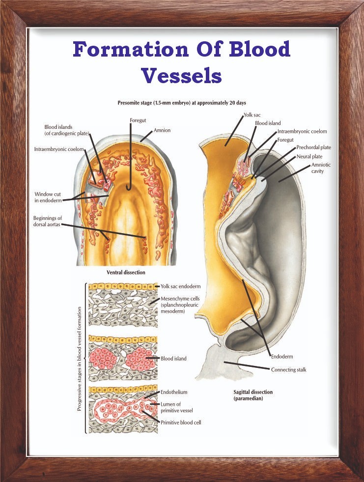 Formation Of Blood Vessels Chart 12×18 inches