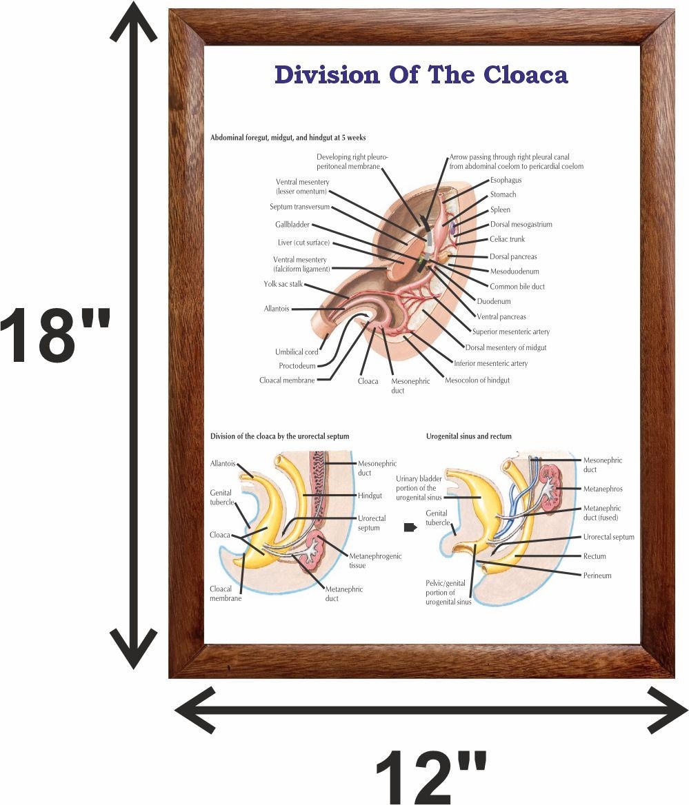 Division Of The Cloaca Chart 12×18 inches