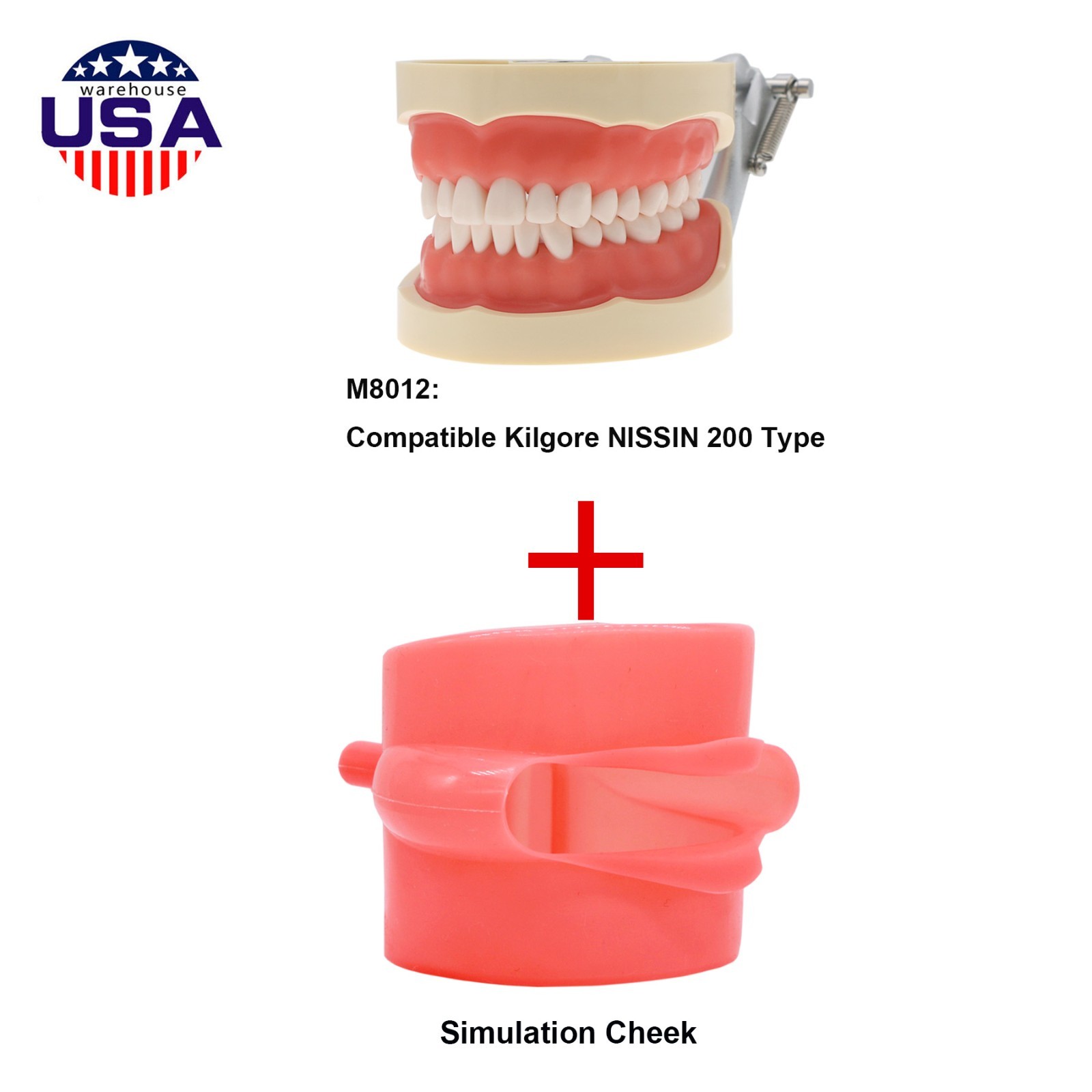 Dental 200 Type Typodont Model With Removable Teeth fit Kilgore NISSIN M8012