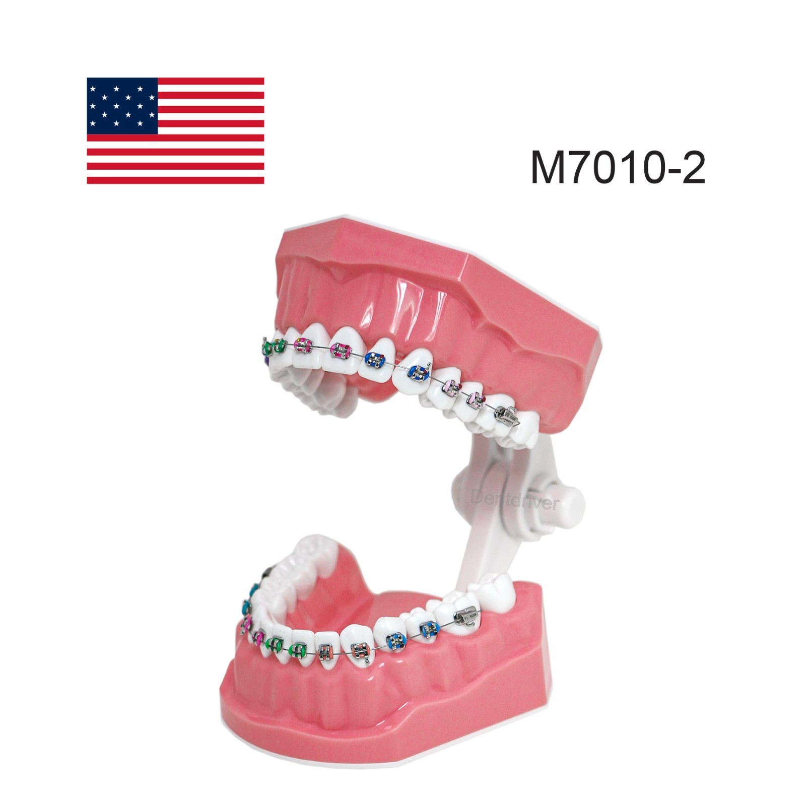 US Orthodontic Typodont 1:1 Teeth Model M7010-2 Fixed Brackets Braces Teaching