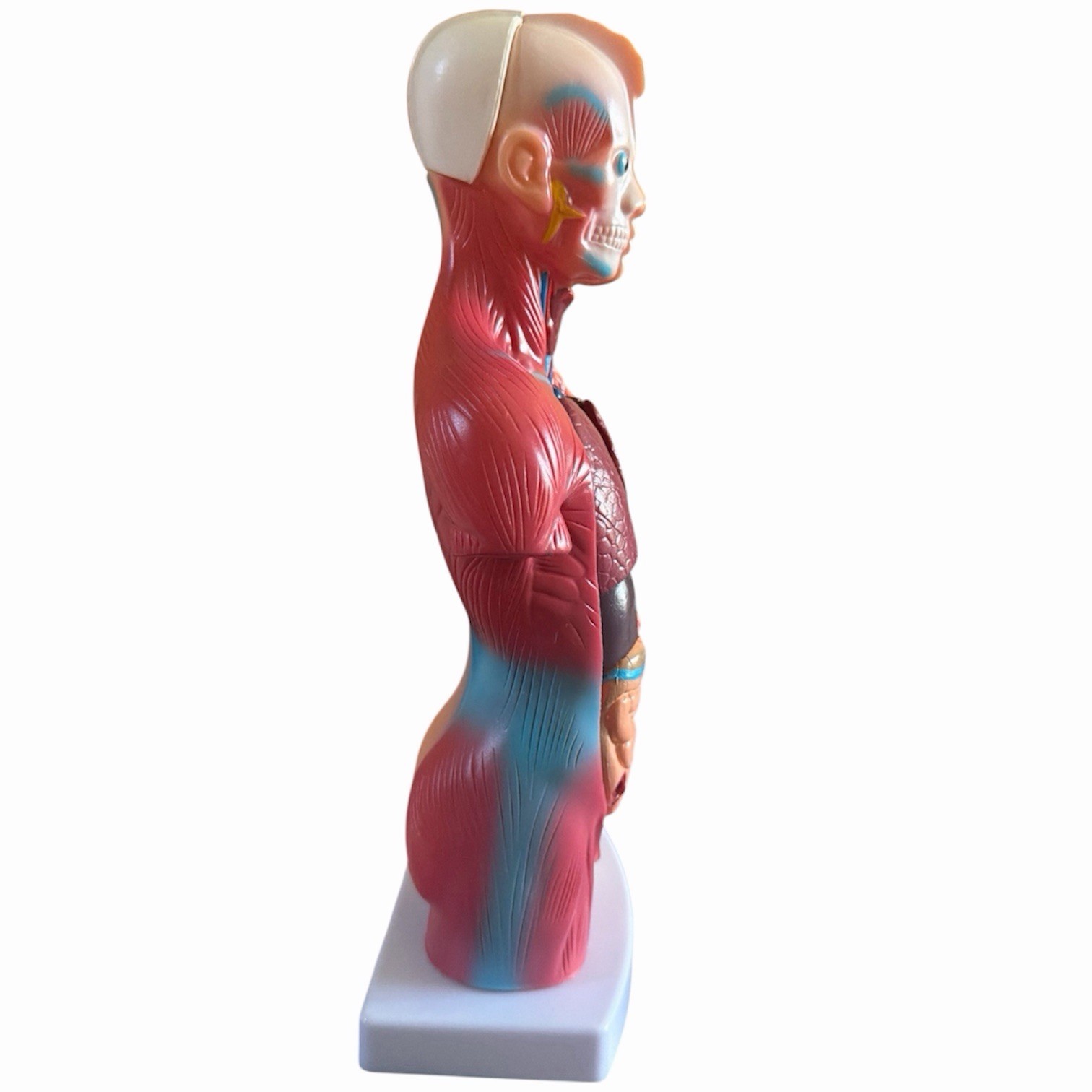 Anatomical Human 11” Torso Body Model Anatomy Internal Organs 14 Removable Parts