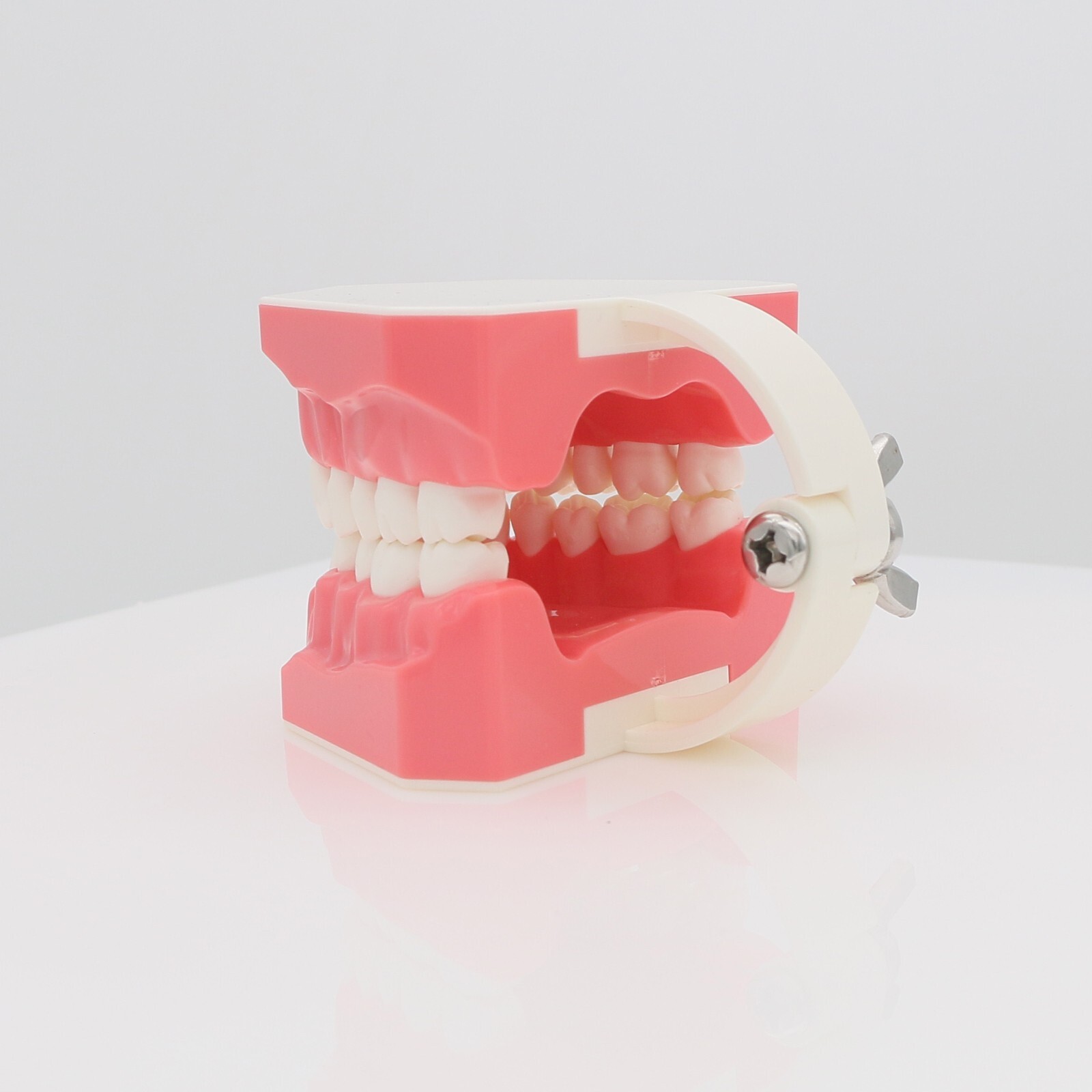 US Dental Teach Typodont Demonstration Teeth Model for Patient Study M7010-1/2