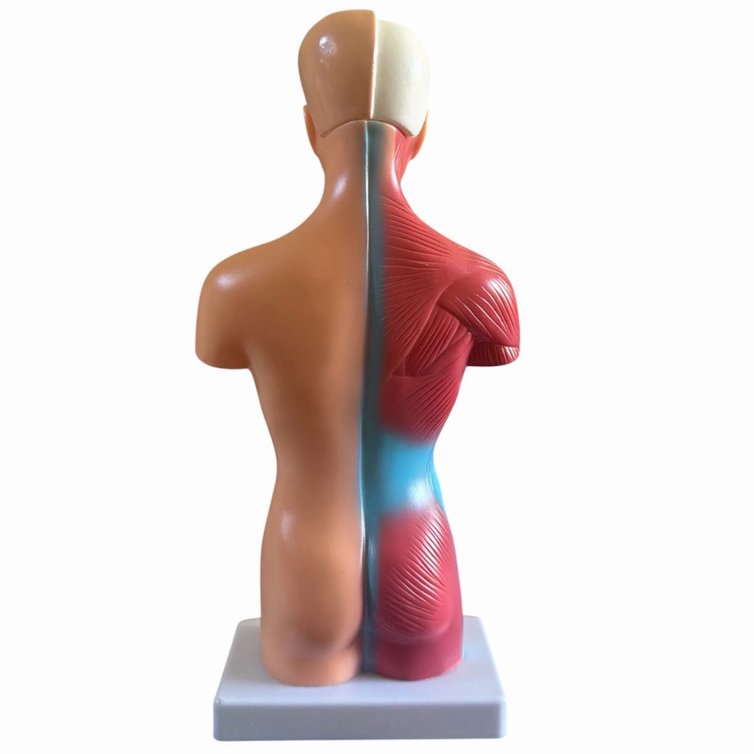 Anatomical Human 11” Torso Body Model Anatomy Internal Organs 14 Removable Parts