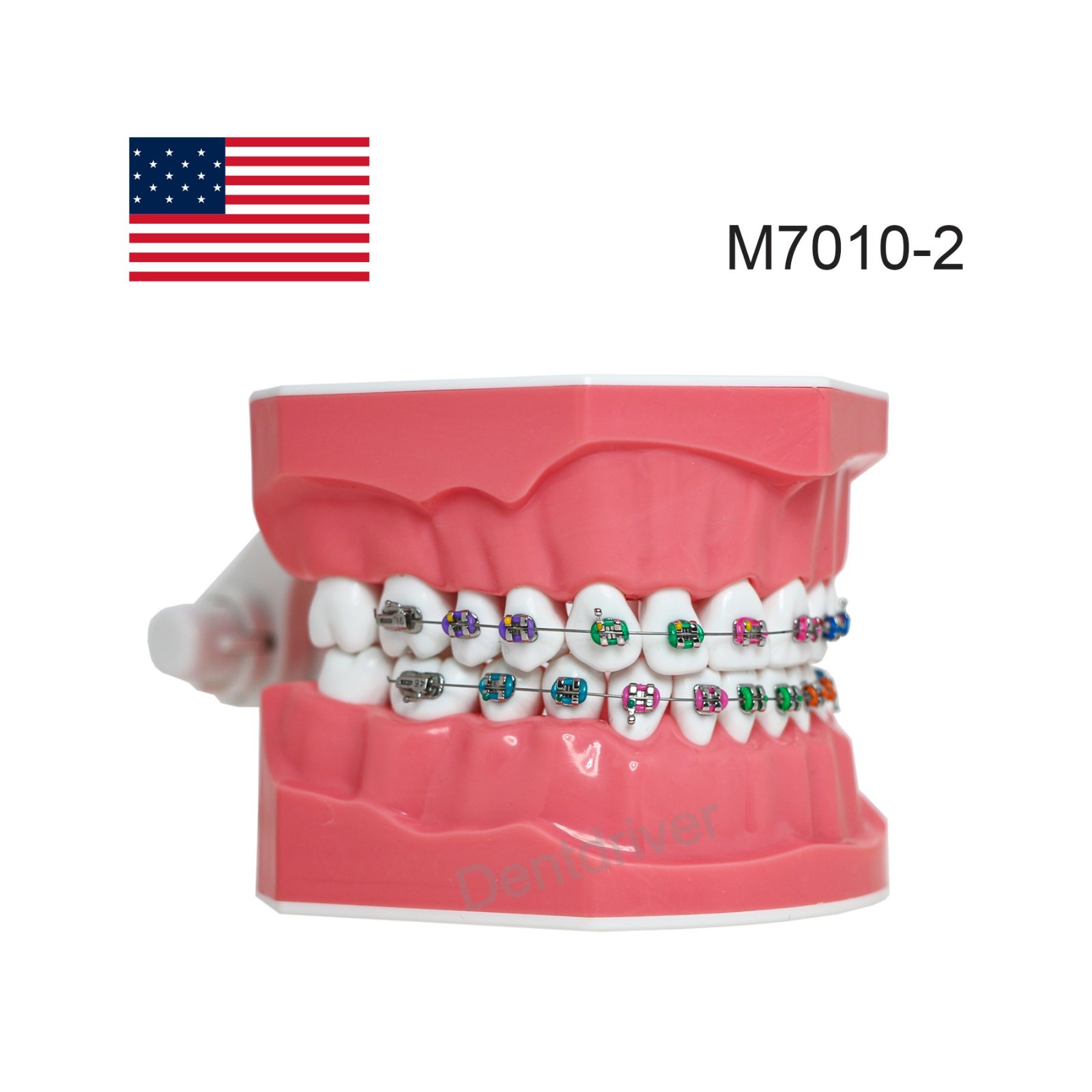 US M7010 Series Typodont M7010-1 Hygiene/M7010-2 Orthodontic Bracket Teeth Model