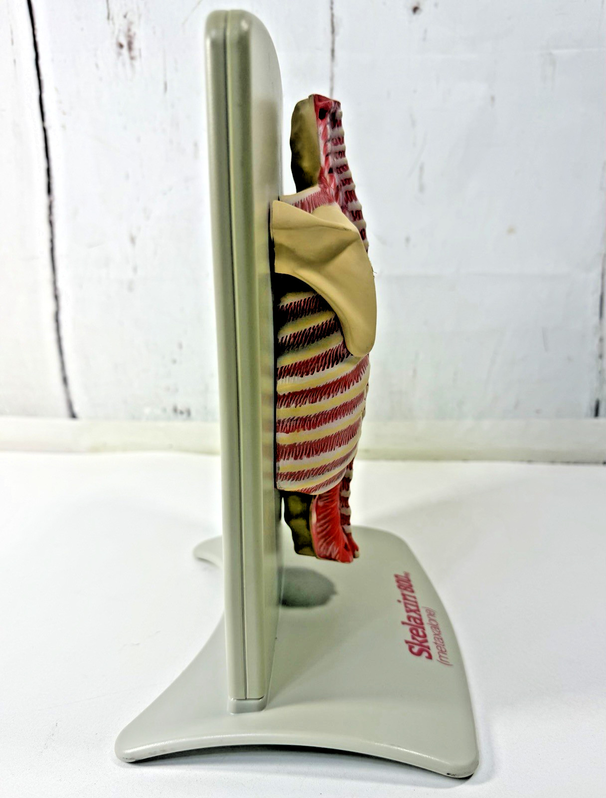 VINTAGE 2006 MEDICAL ANATOMICAL HUMAN SPINE BACK MODEL PHYSICIAN OFFICE DISPLAY