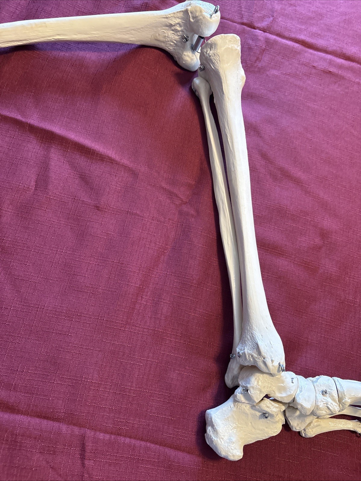 Human Leg And Foot Skeleton, Resin Model Bones